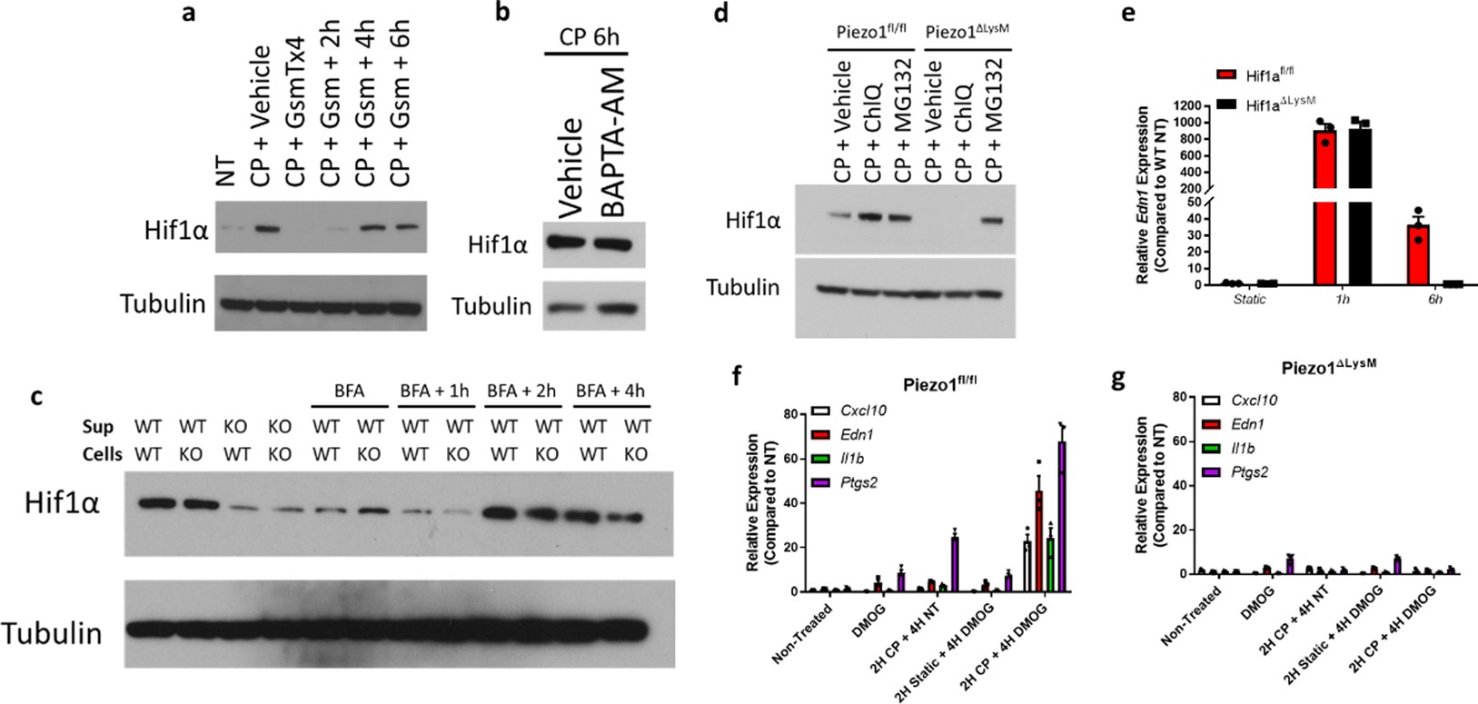 Extended Data Fig. 4: Kinetics and sufficiency of cyclical hydrostatic pressure induced HIF1α stabilization and transcriptional response.