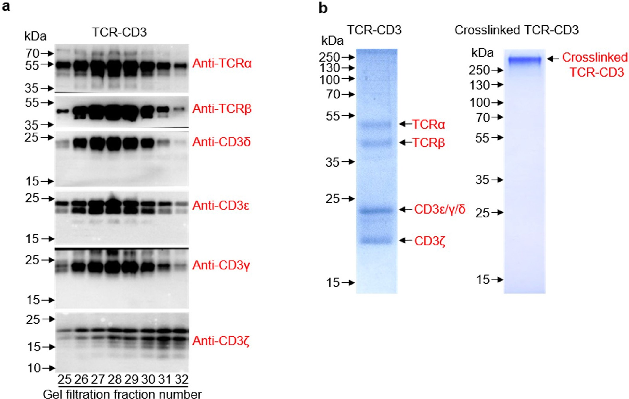 Extended Data Fig. 1: TCR–CD3 protein complex purification.