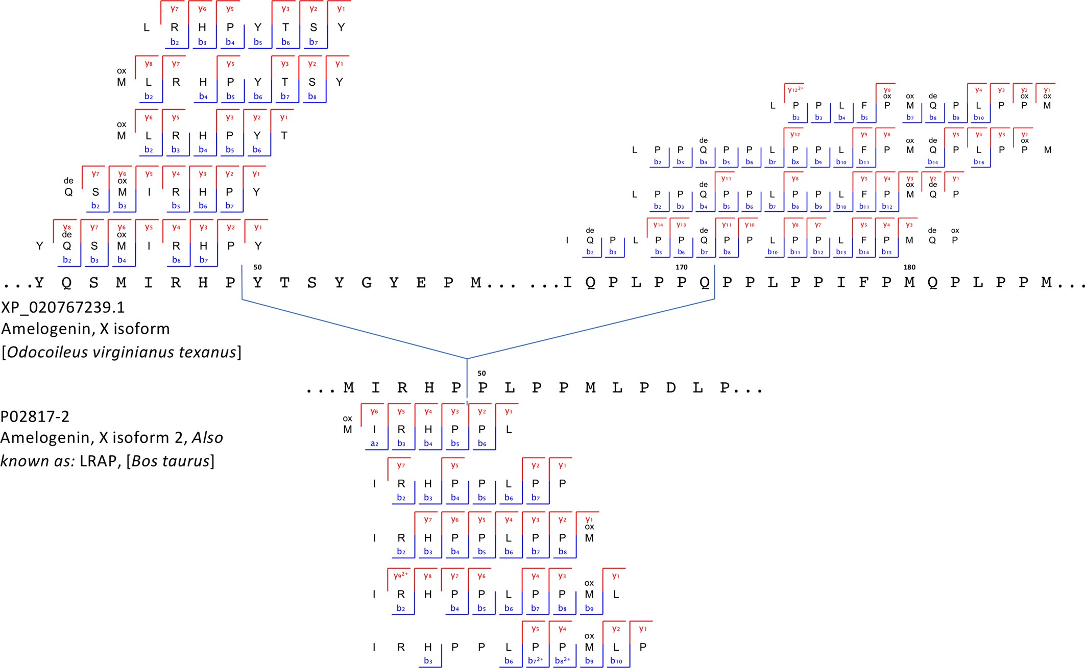 Extended Data Fig. 3: Peptide and fragment-ion coverage of AMELX isoform 1 and isoform 2 from specimen Dm.M6/7.II.296–16856.