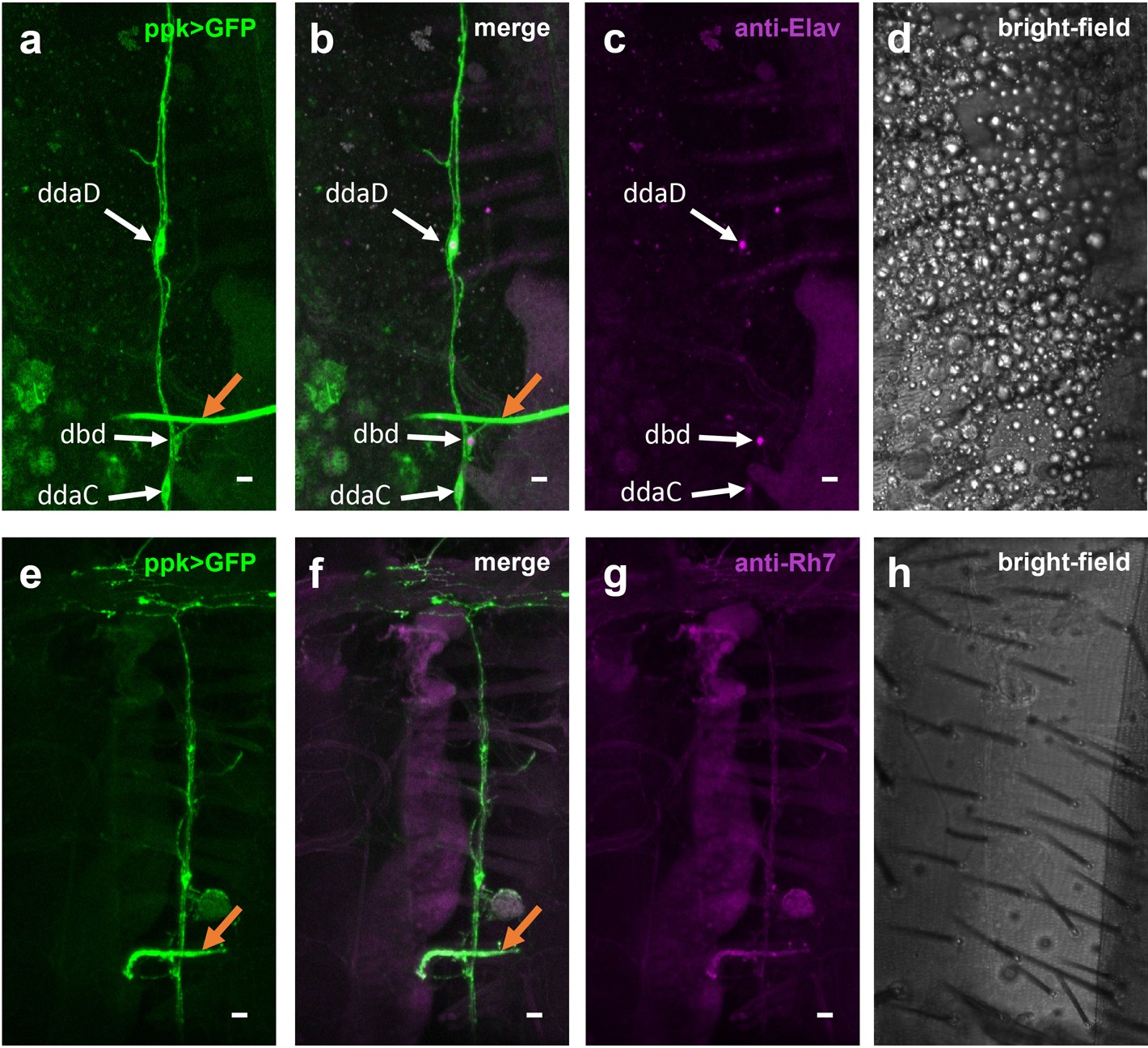 Extended Data Fig. 9