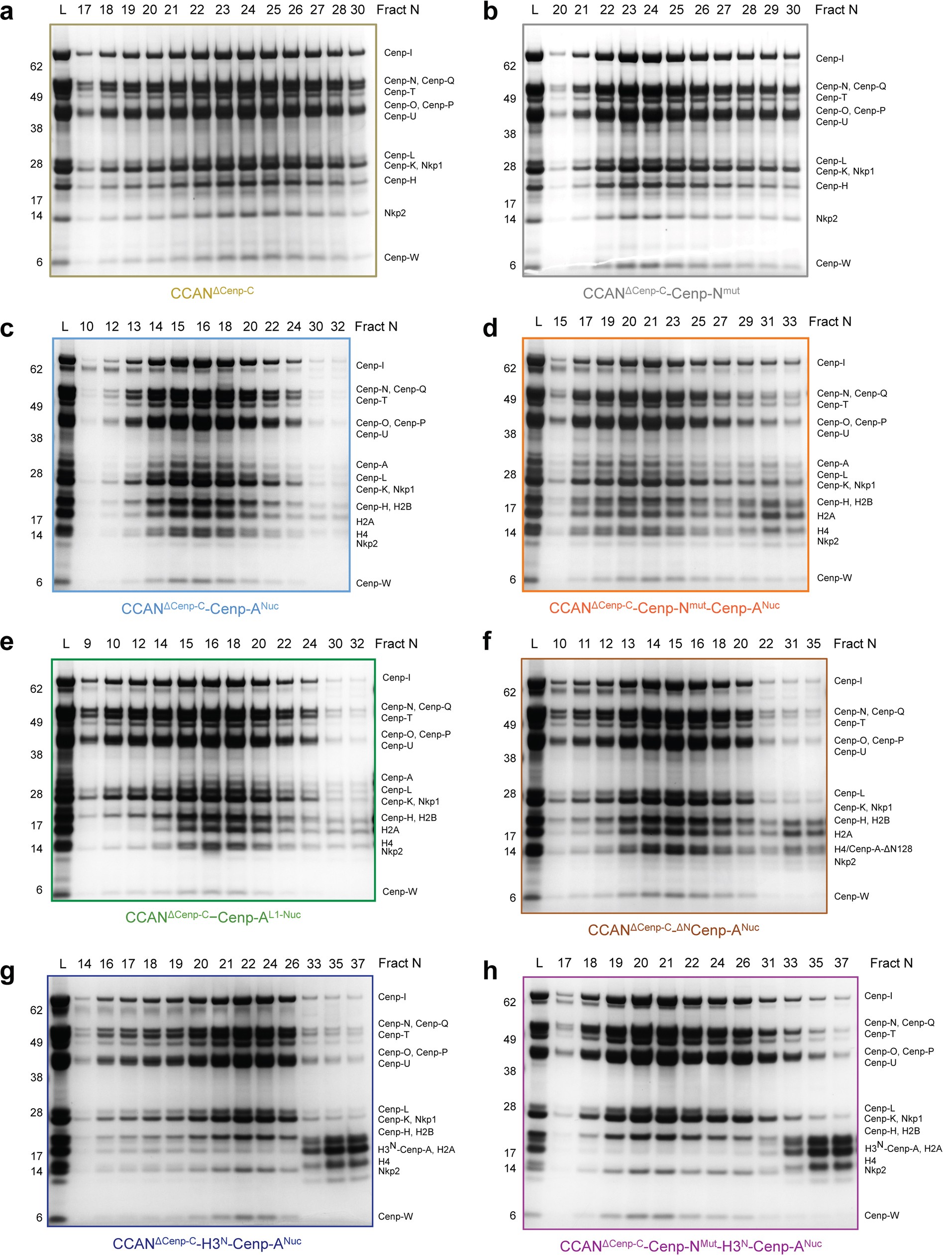 Extended Data Fig. 8: SDS–PAGE of CCANΔCenp-C–Cenp-ANuc complexes.