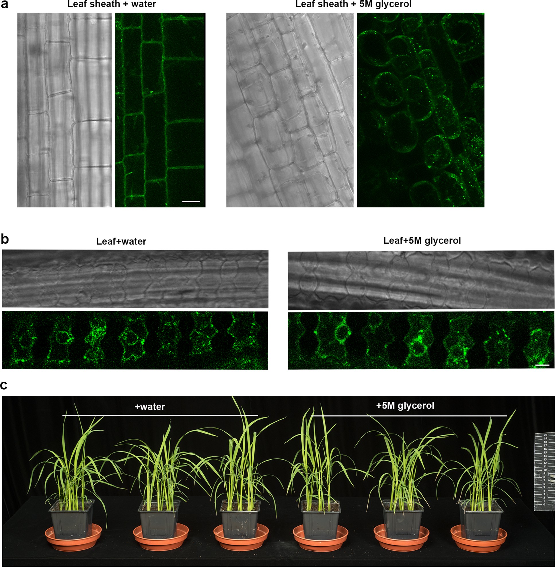 Extended Data Fig. 1