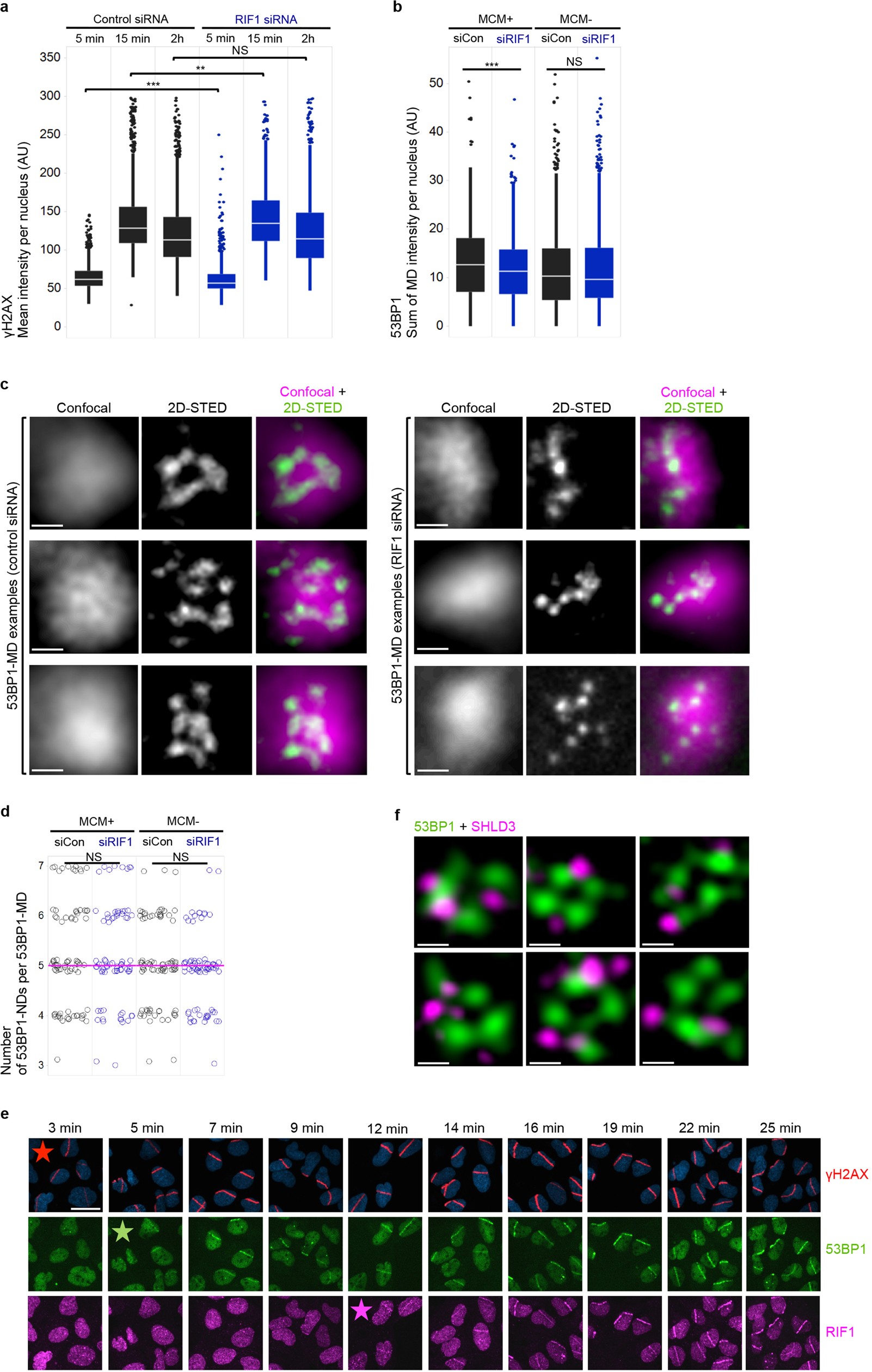 Extended Data Fig. 7: Analysis of RIF1 depletion, shieldin localization, and RIF1 recruitment dynamics in the context of DSB-flanking chromatin.