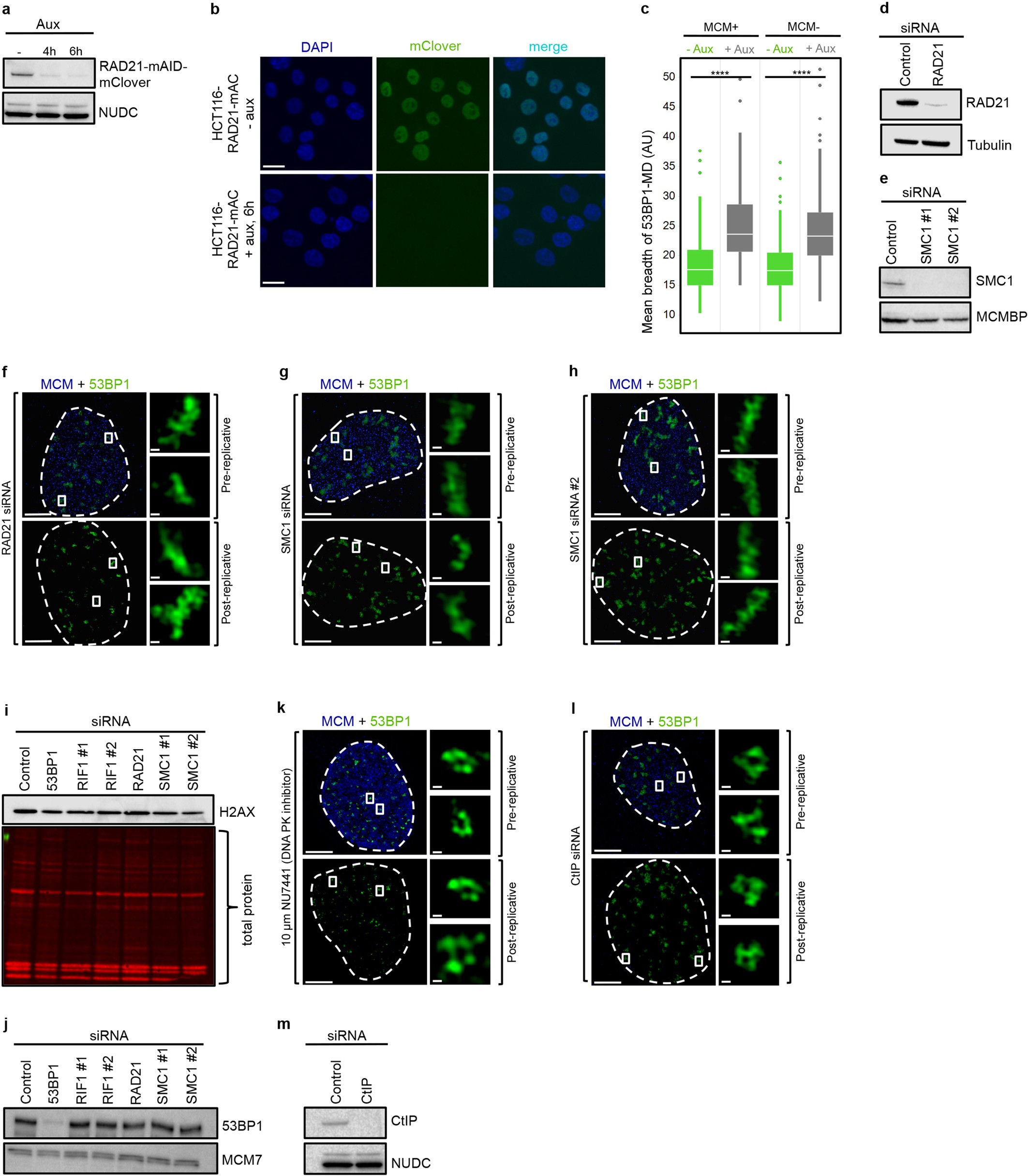Extended Data Fig. 9: Disruption of ordered, circular arrangement of DSB-flanking chromatin after cohesin depletion.