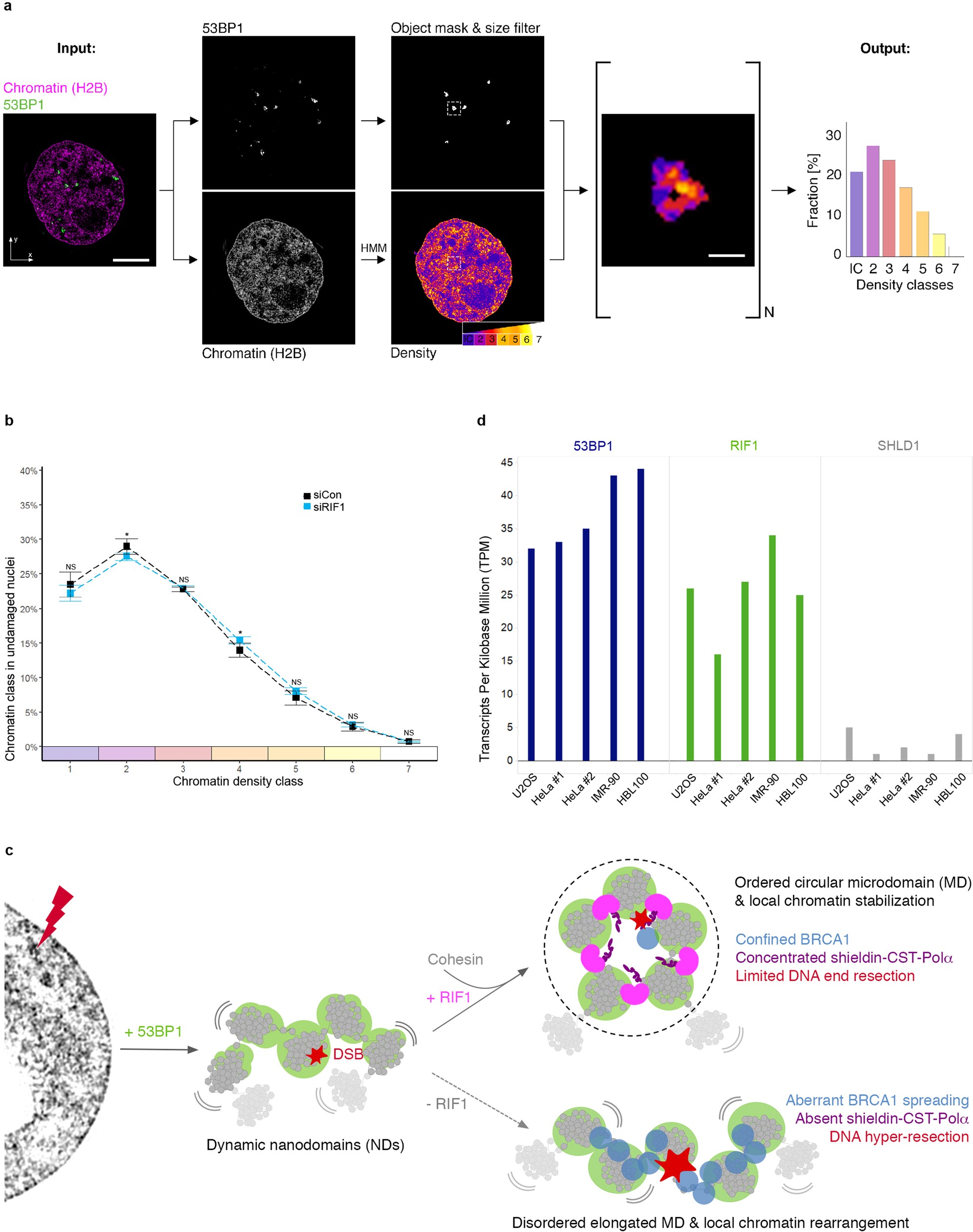 Extended Data Fig. 10: Chromatin density analysis by ChaiN, RNA-seq data, and a schematic model for topological surveillance of DSB loci.