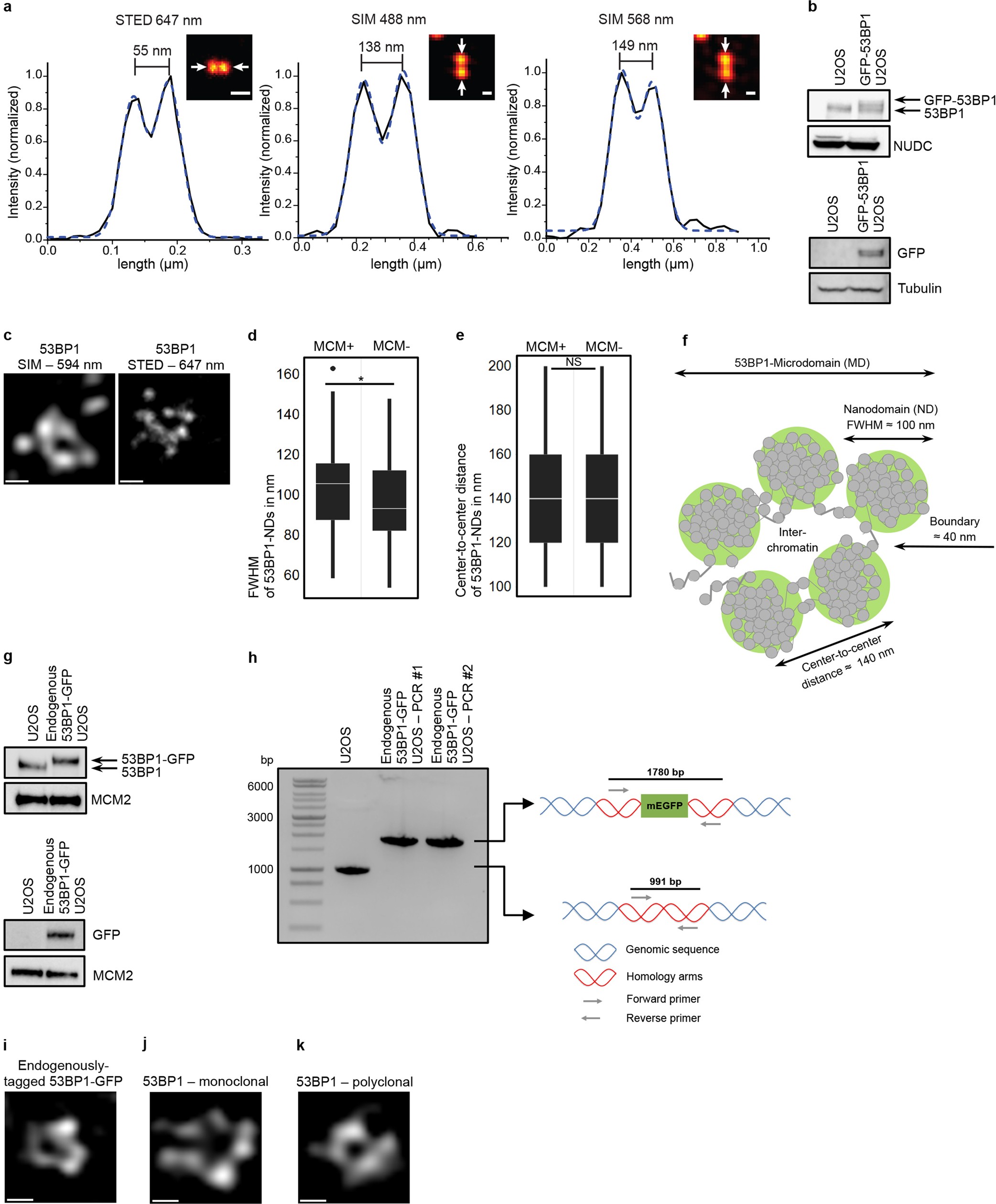 Extended Data Fig. 1: Spatial features of 53BP1-MDs at sites of DNA breakage.
