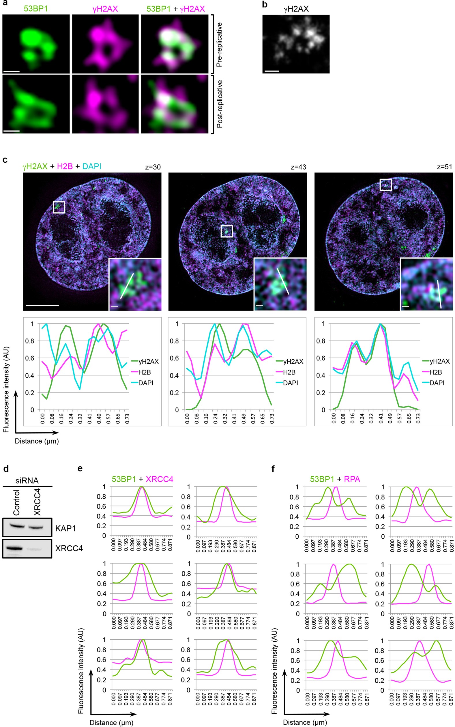 Extended Data Fig. 2: 53BP1-MD relation to underlying chromatin.
