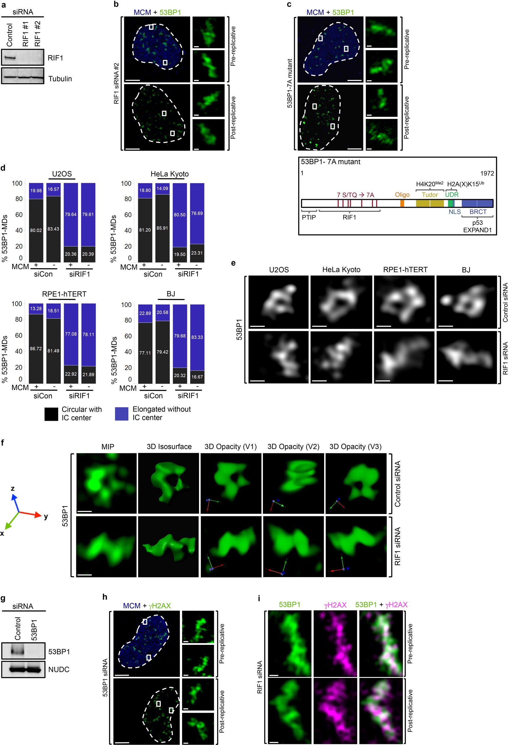 Extended Data Fig. 4: Disruption of ordered, circular arrangement of DSB-flanking chromatin after depletion of RIF1 or 53BP1.