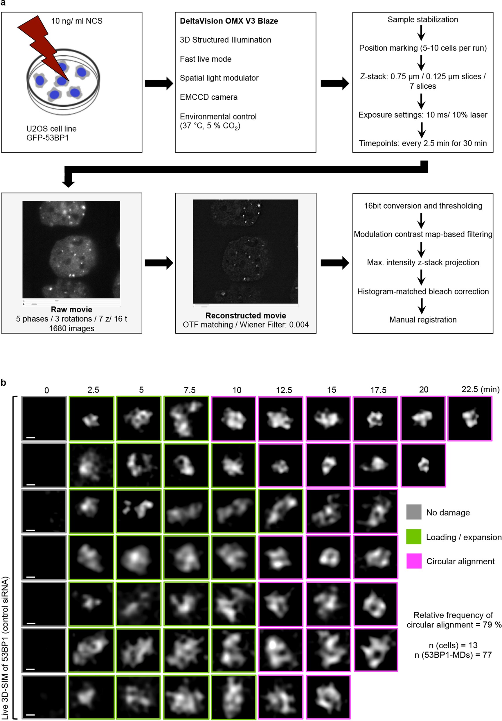 Extended Data Fig. 5: Live-SIM imaging of 53BP1-MDs; workflow and dynamics in control cells.