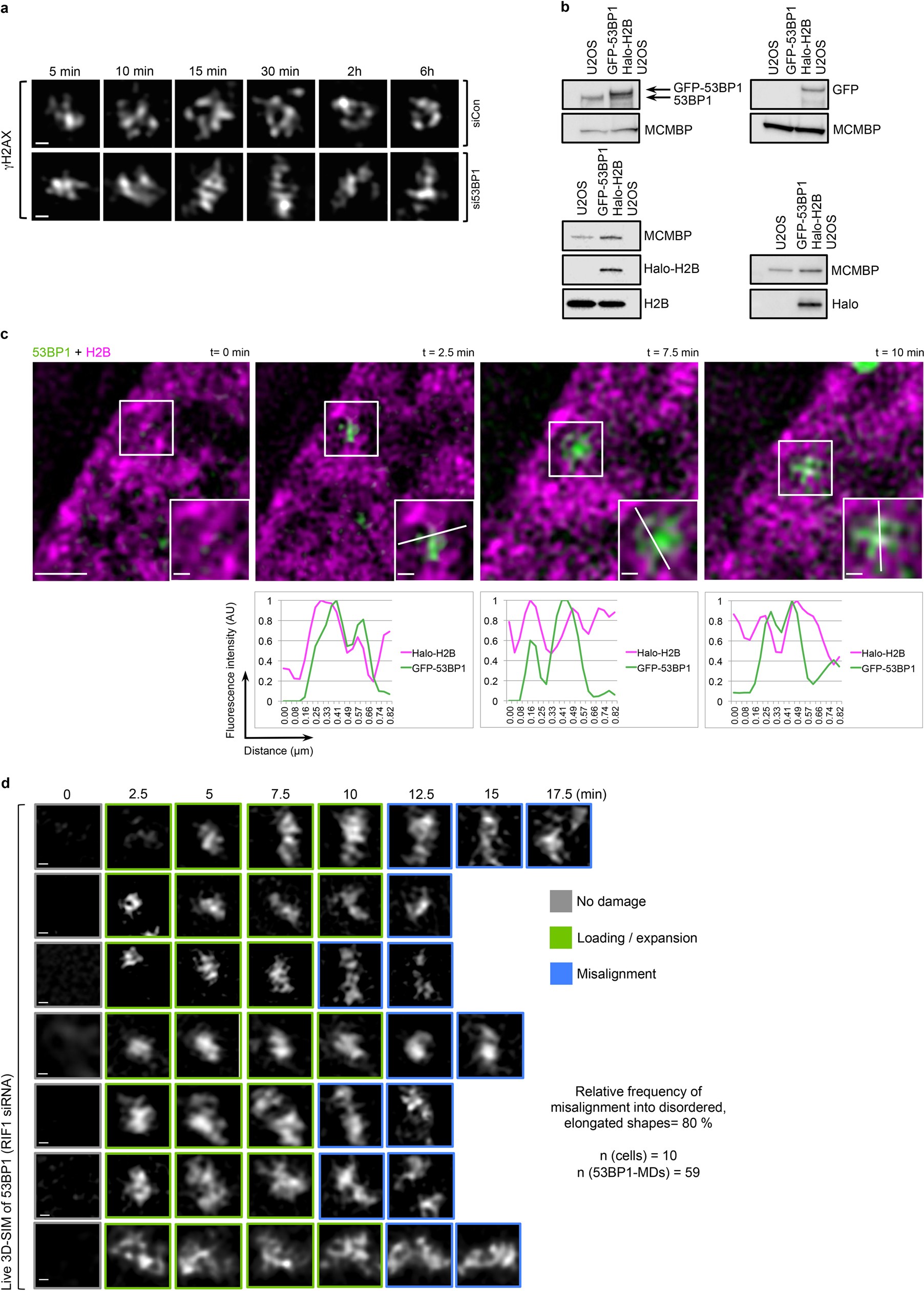 Extended Data Fig. 6: Live-SIM imaging of 53BP1-MDs with the underlying chromatin and after RIF1 depletion.