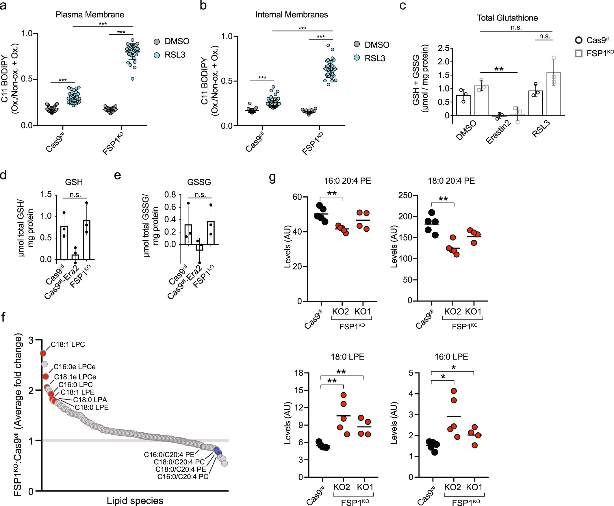 Extended Data Fig. 6: Analysis of lipid peroxidation, glutathione and lipid levels in FSP1KO cells.