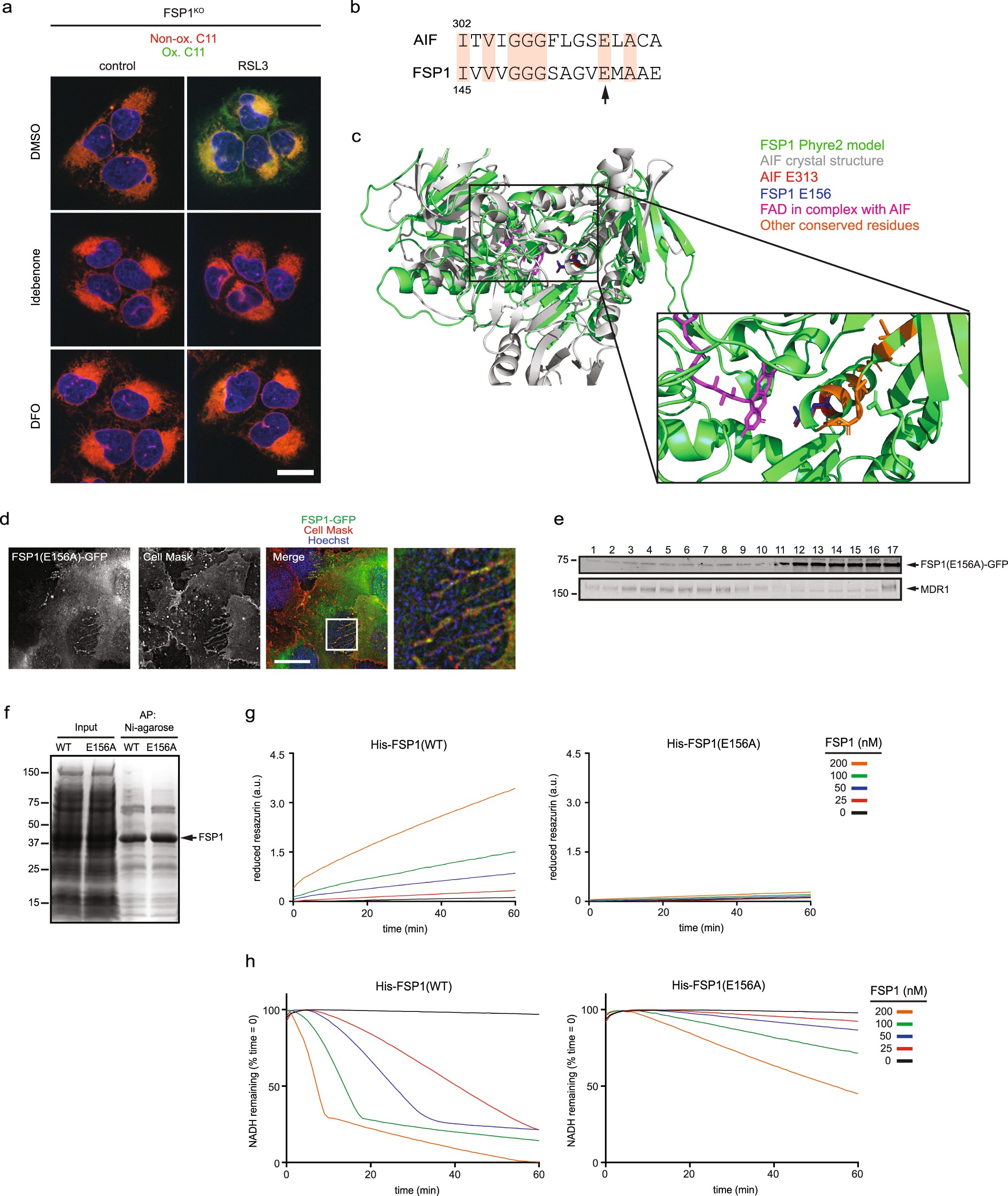 Extended Data Fig. 7: Analysis of the FSP1 oxidoreductase mutant.