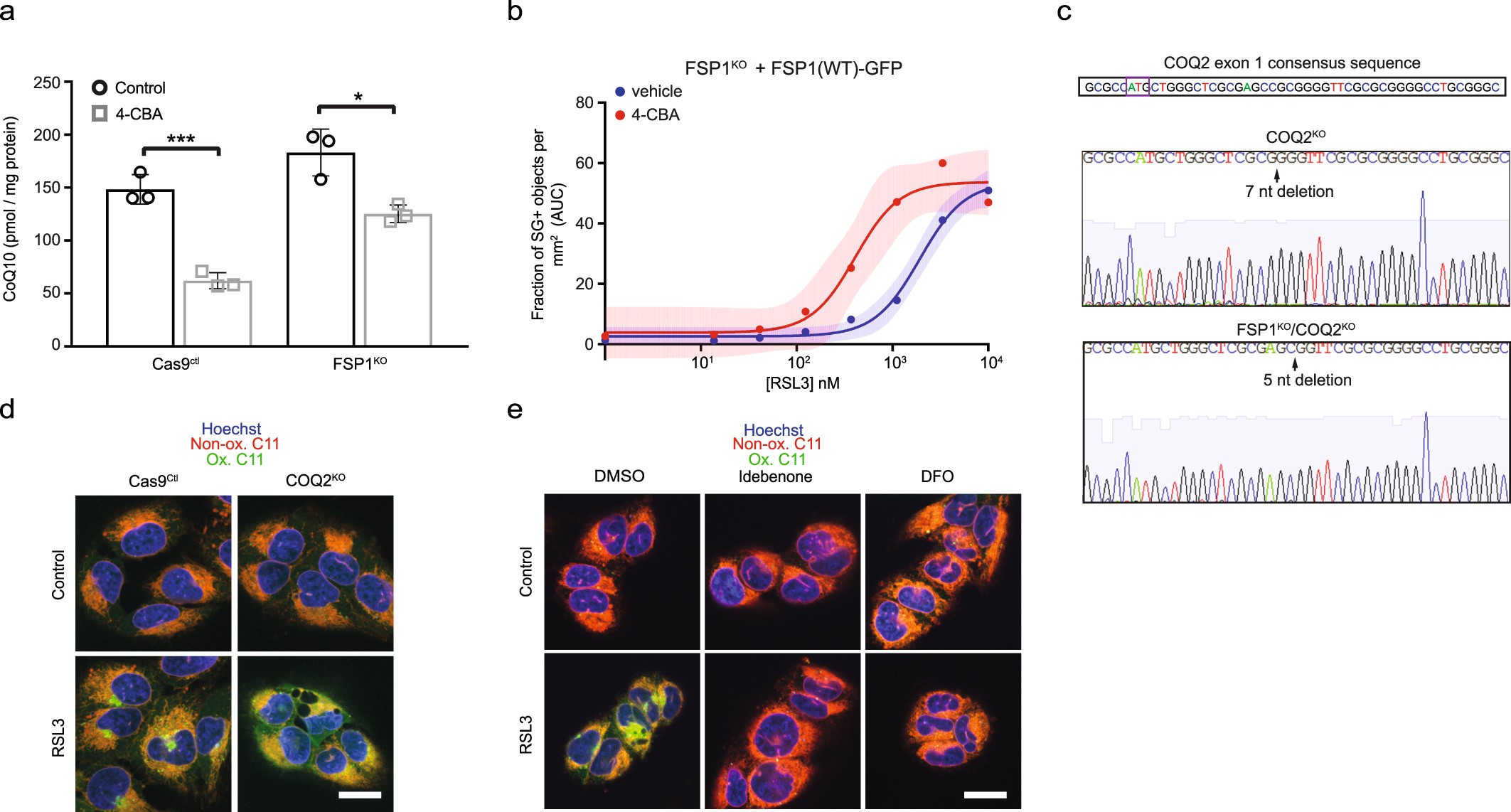 Extended Data Fig. 8: Lipid peroxidation in CoQ-depleted cells.