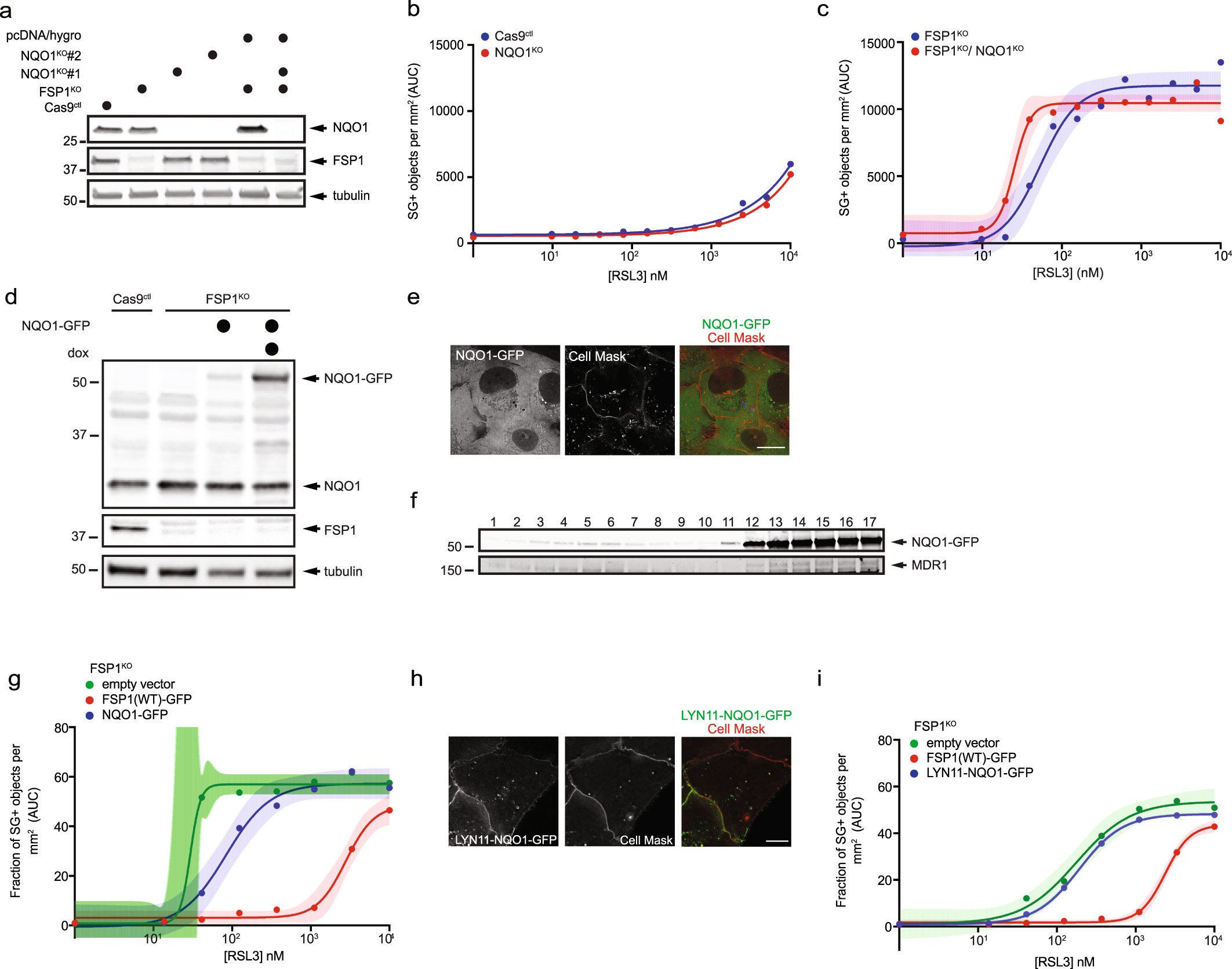Extended Data Fig. 9: Role of NQO1 in ferroptosis resistance.