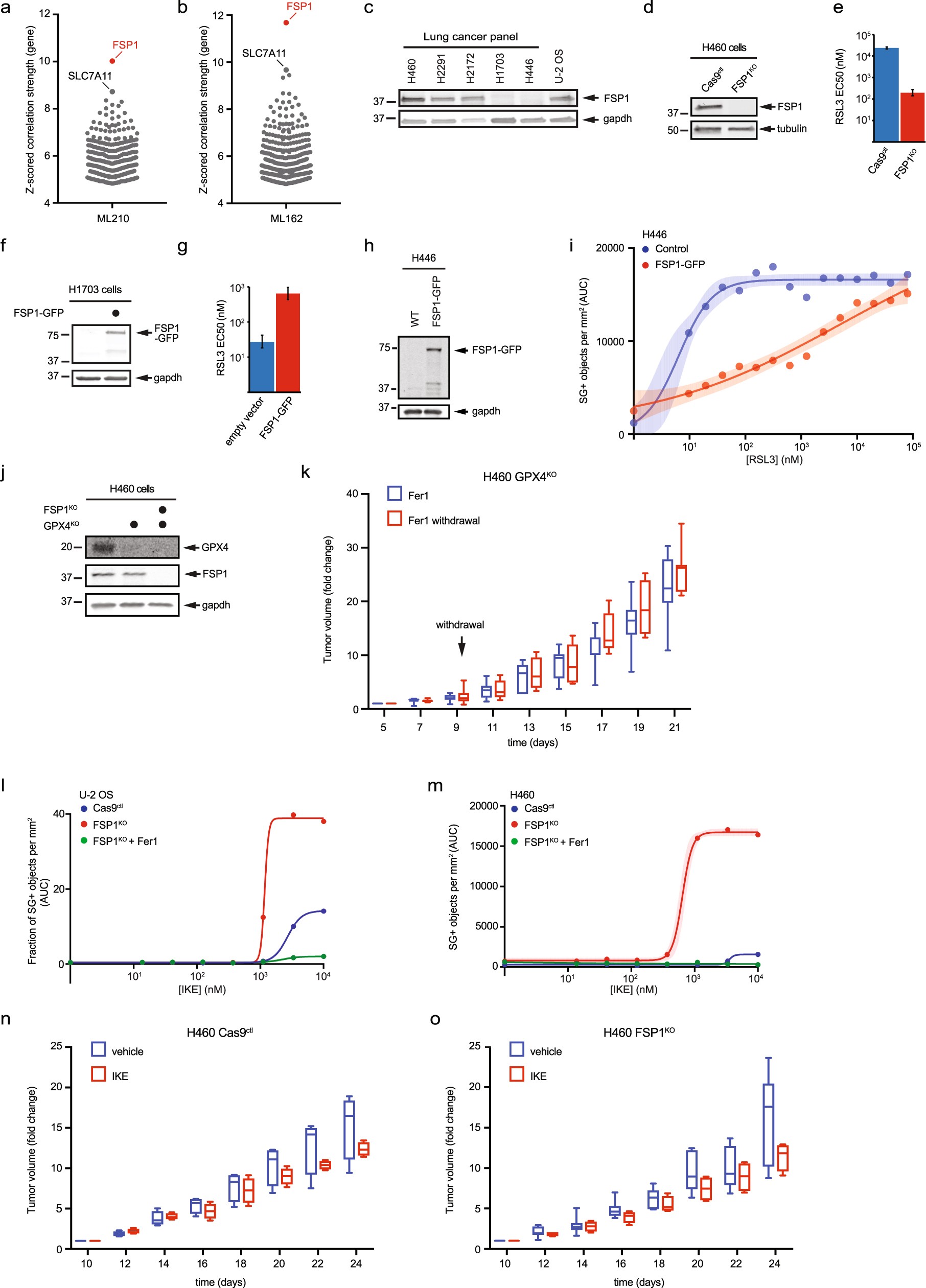 Extended Data Fig. 10: The role of FSP1 in cancer.