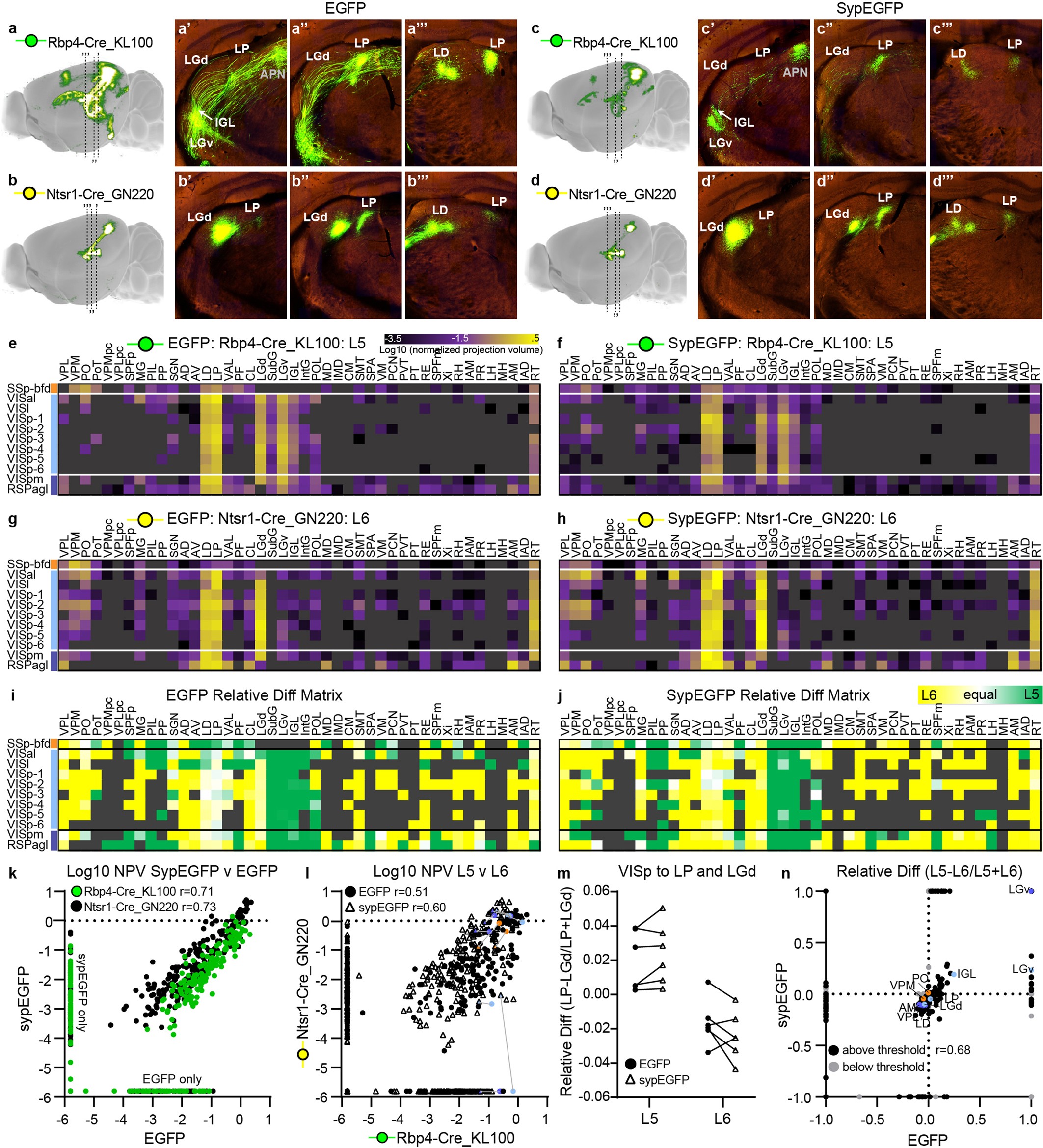 Extended Data Fig. 6: Comparison of corticothalamic projection strengths derived from EGFP and SypEGFP tracer experiments.