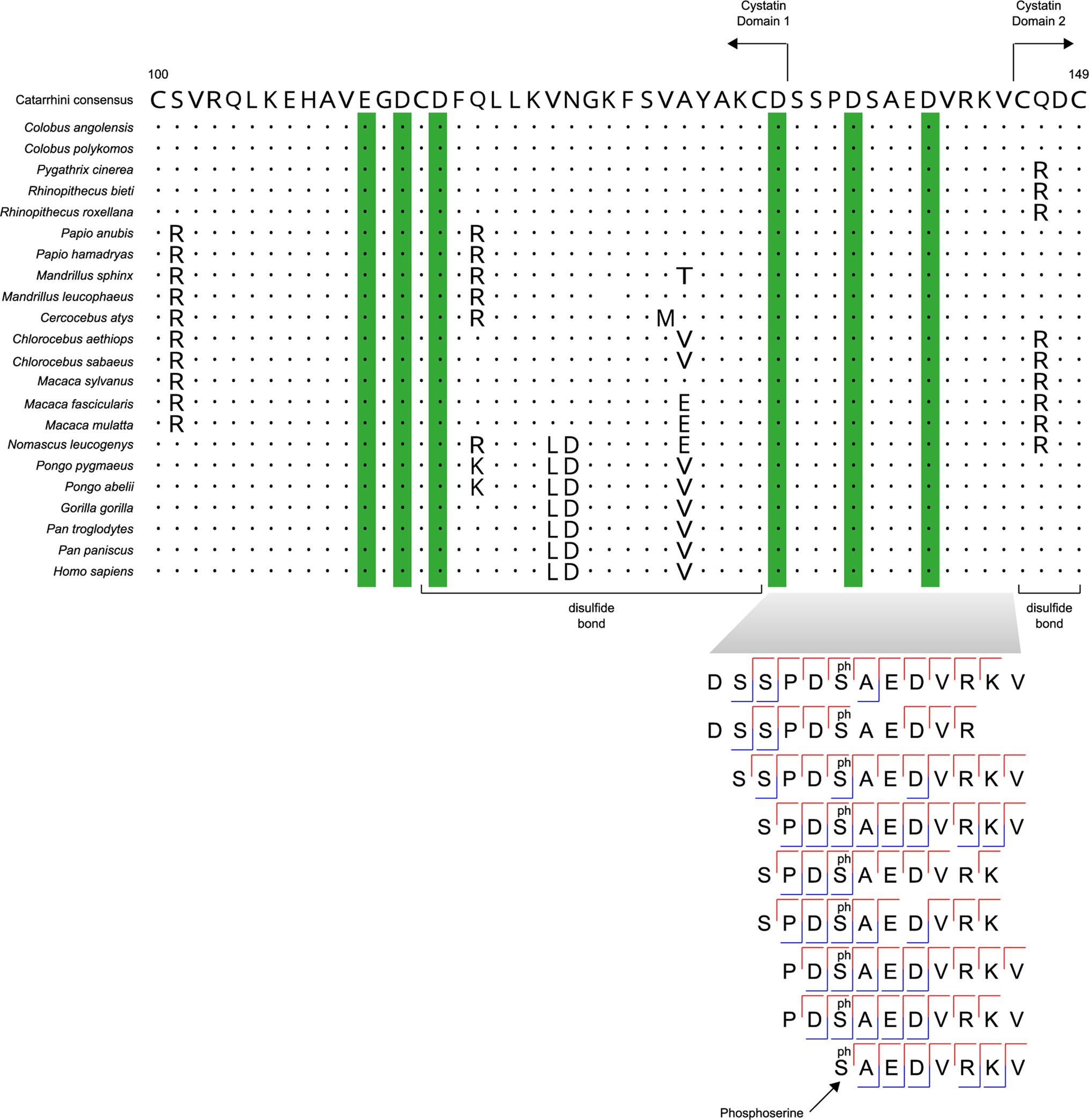 Extended Data Fig. 8: Sequence conservation and structural relevance of retrieved AHSG peptides.