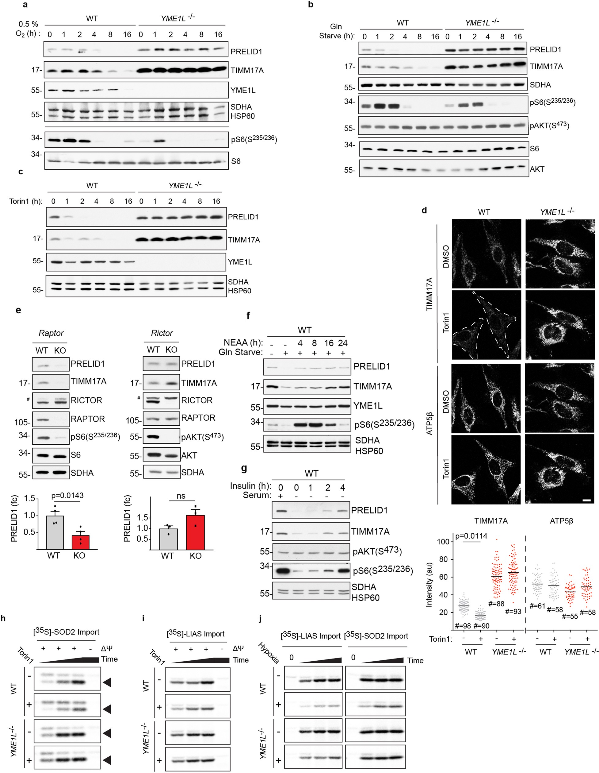 Extended Data Fig. 4: mTORC1 acutely regulates YME1L-dependent proteolysis and mitochondrial import.