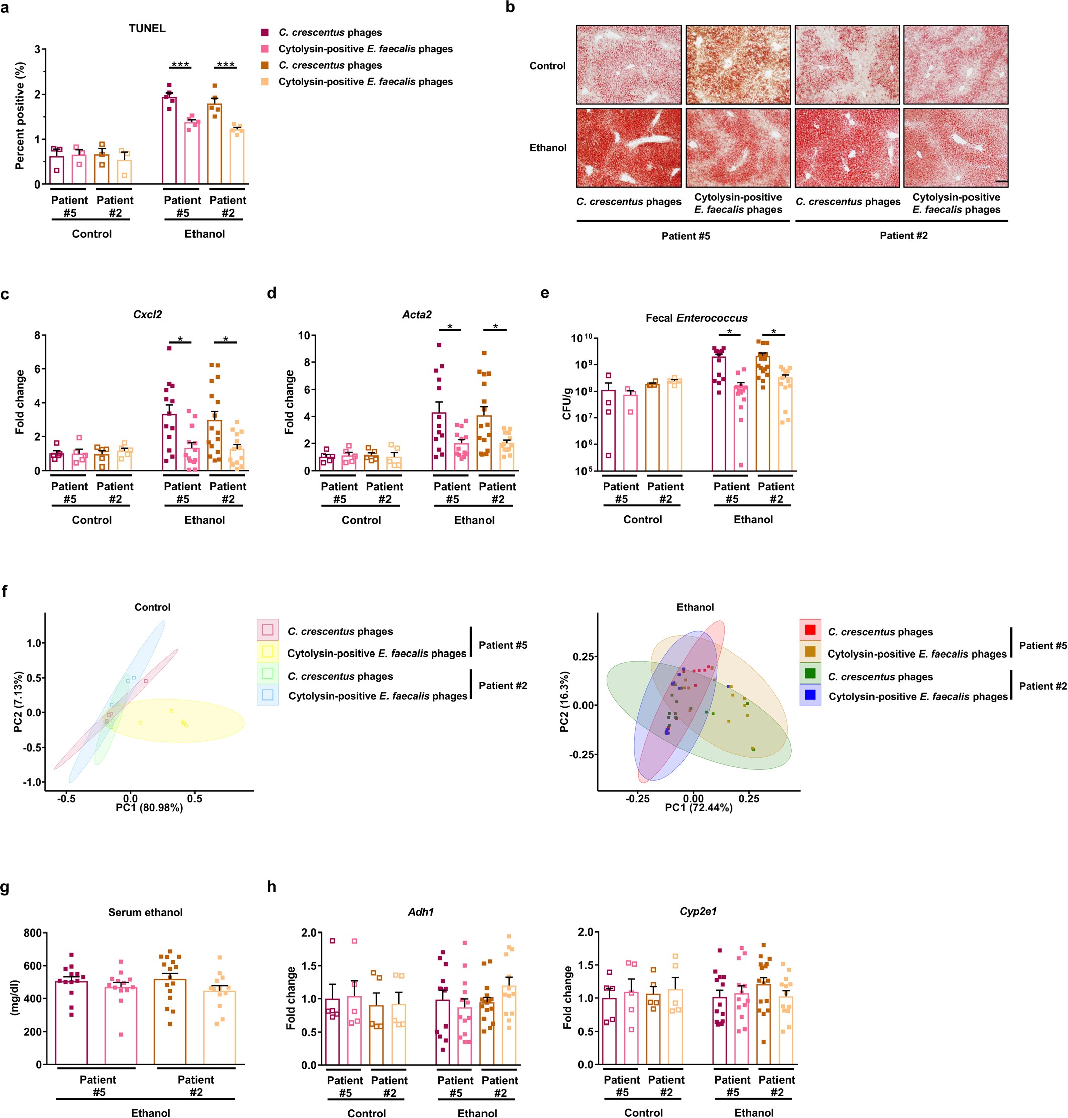 Extended Data Fig. 7: Phages that target cytolytic E. faecalis reduce ethanol-induced liver disease in gnotobiotic mice.