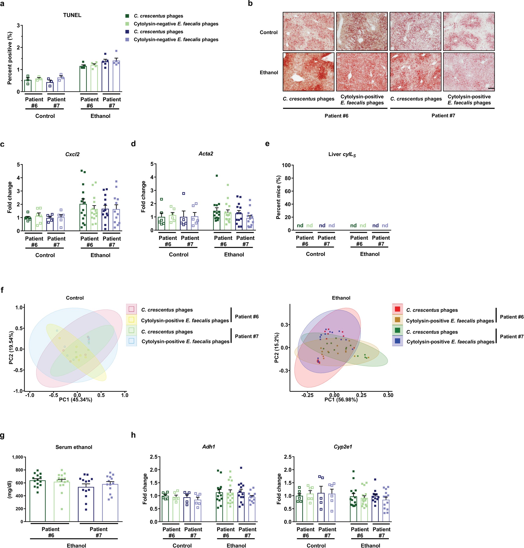 Extended Data Fig. 9: Phages that target non-cytolytic E. faecalis do not reduce ethanol-induced liver disease in gnotobiotic mice.
