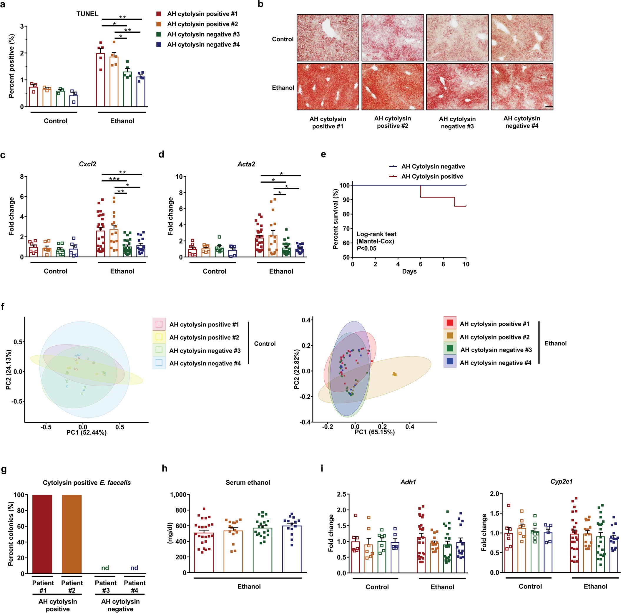Extended Data Fig. 3: Transplantation of cytolysin-positive faeces increases ethanol-induced liver disease in gnotobiotic mice.