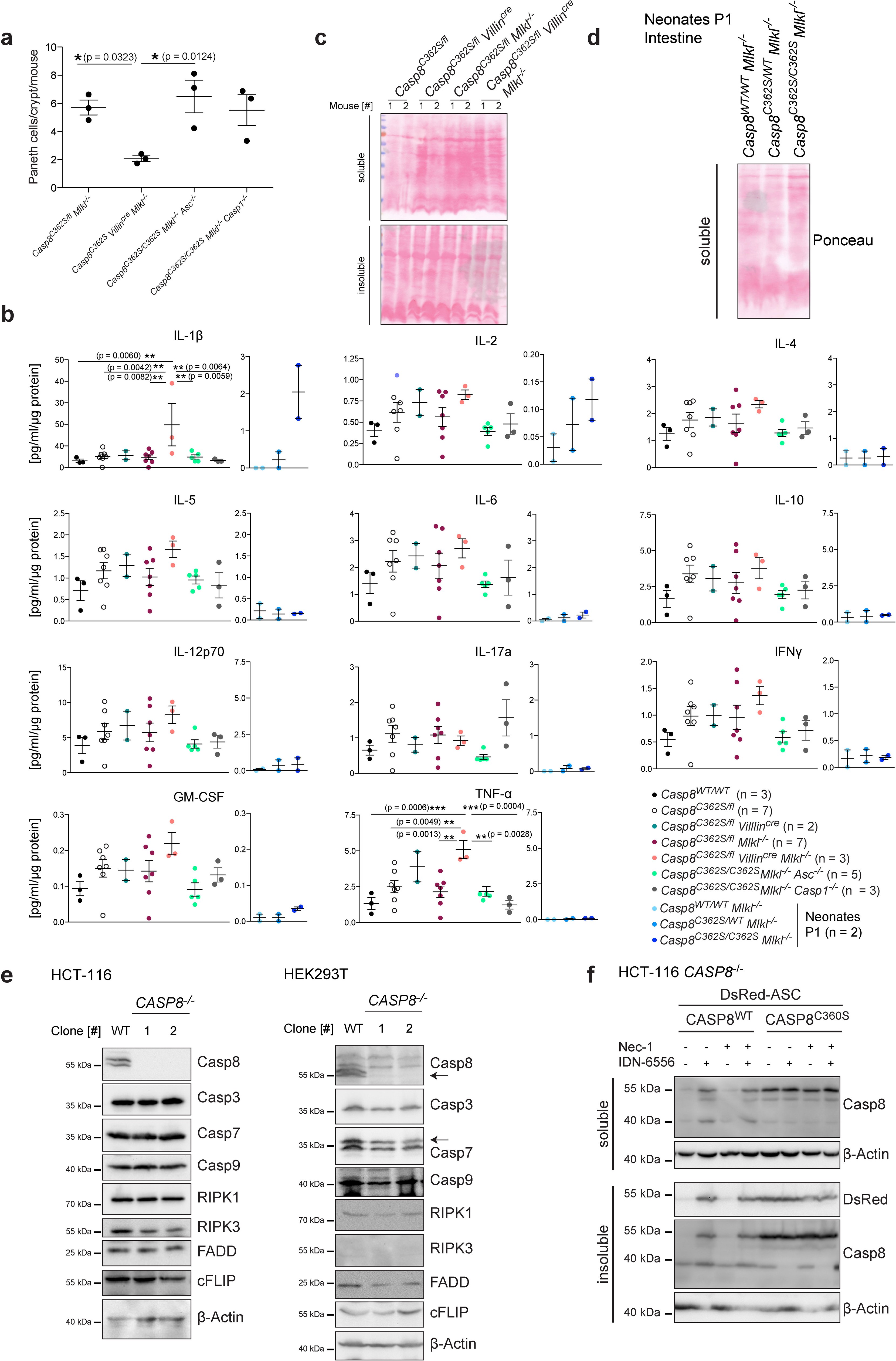 Extended Data Fig. 5: CASP8(C362S) activates the ASC inflammasome in IECs.