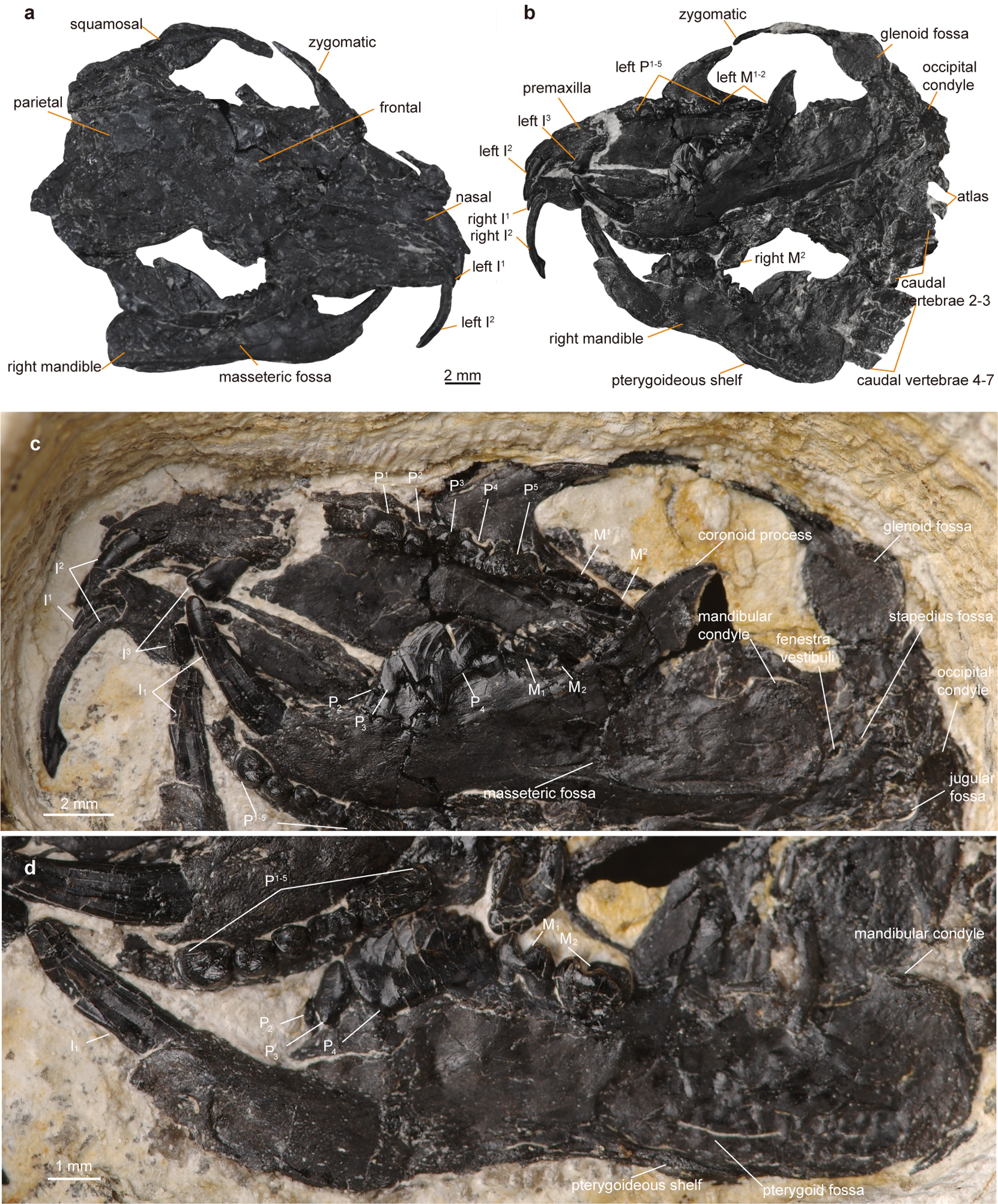Extended Data Fig. 1