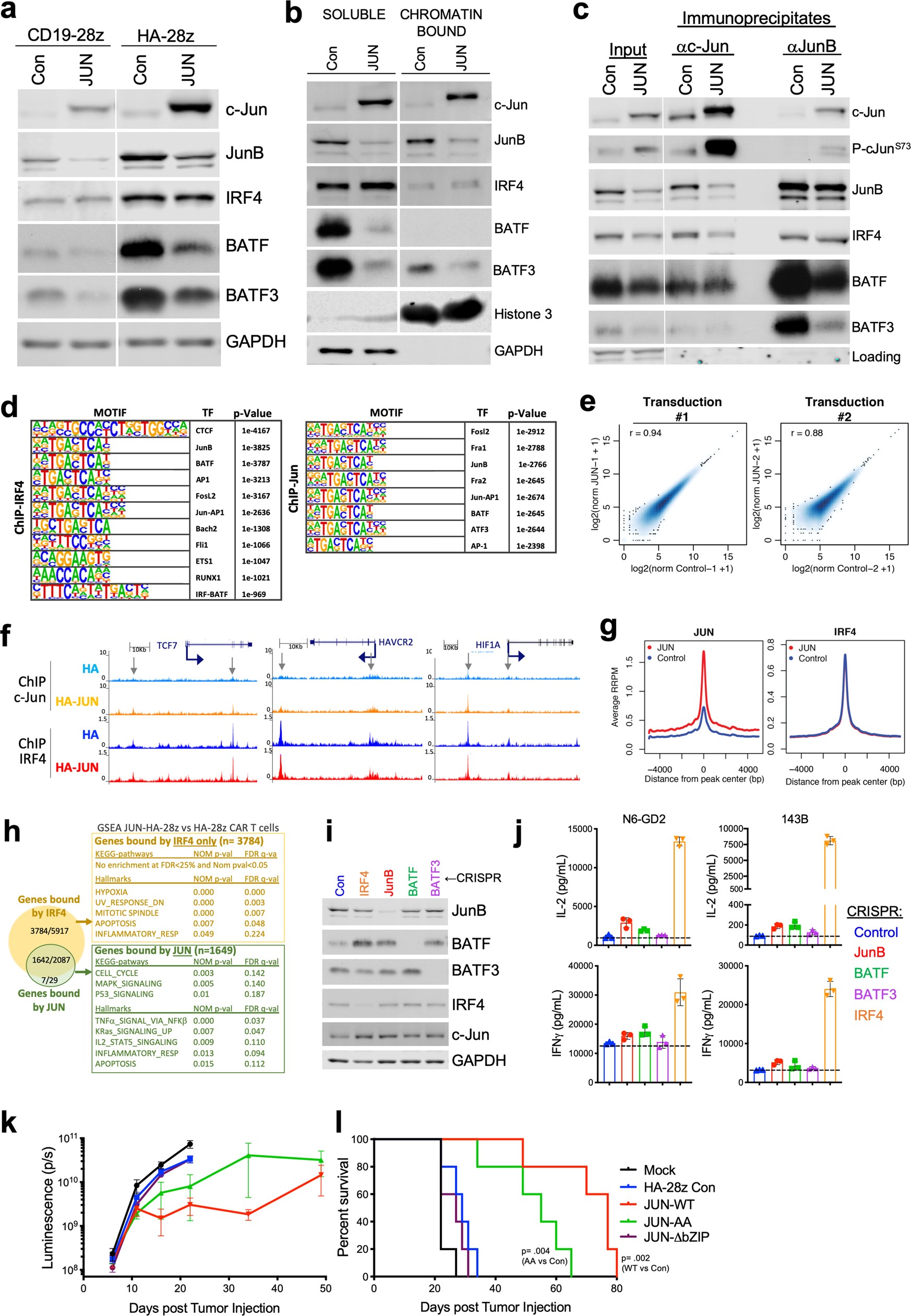 Extended Data Fig. 7: c-Jun overexpression decreases chromatin binding and complexing of JunB–BATF–BATF3–AP-1 complexes.