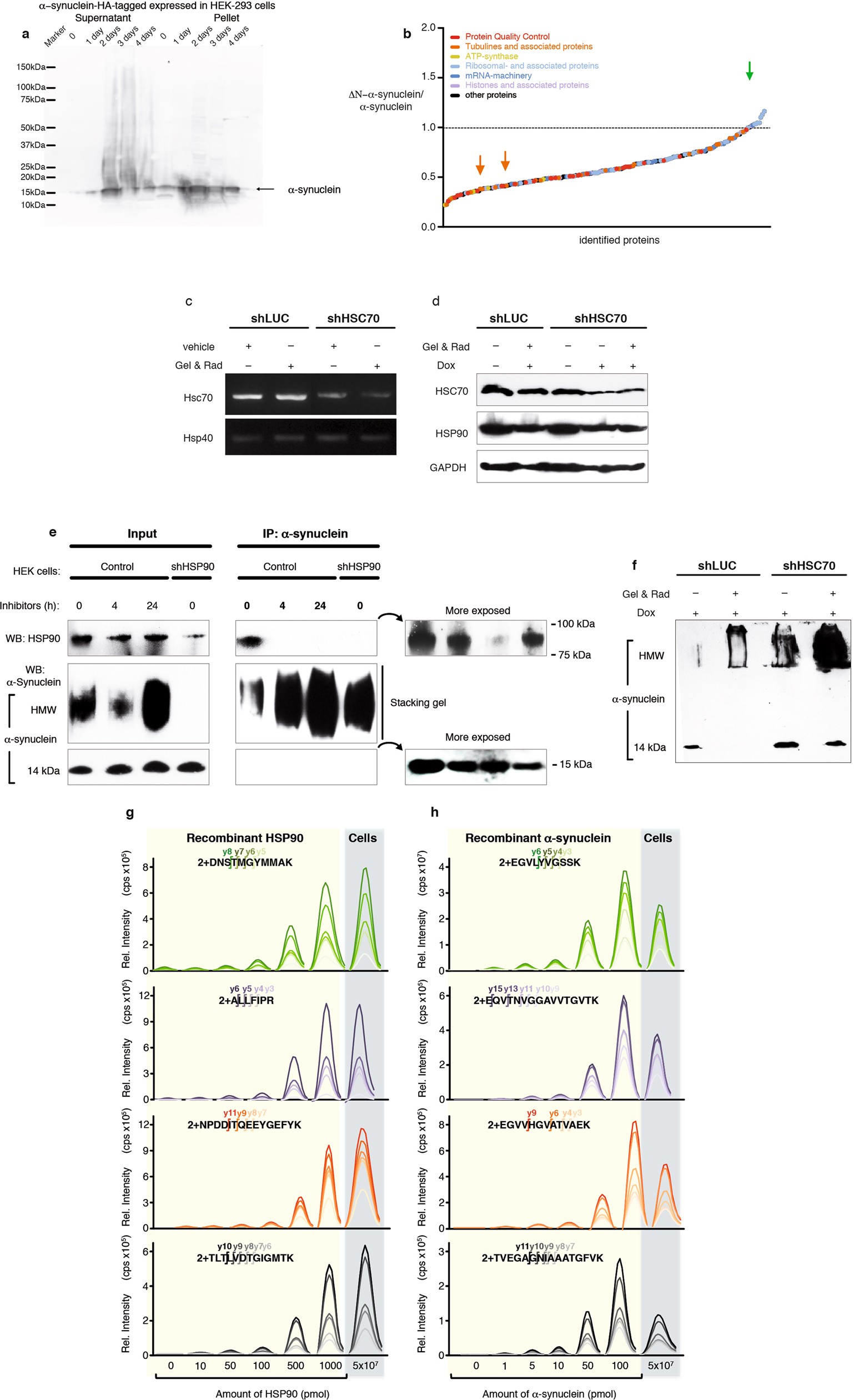 Extended Data Fig. 7: Interaction of α-synuclein and chaperones in cells.