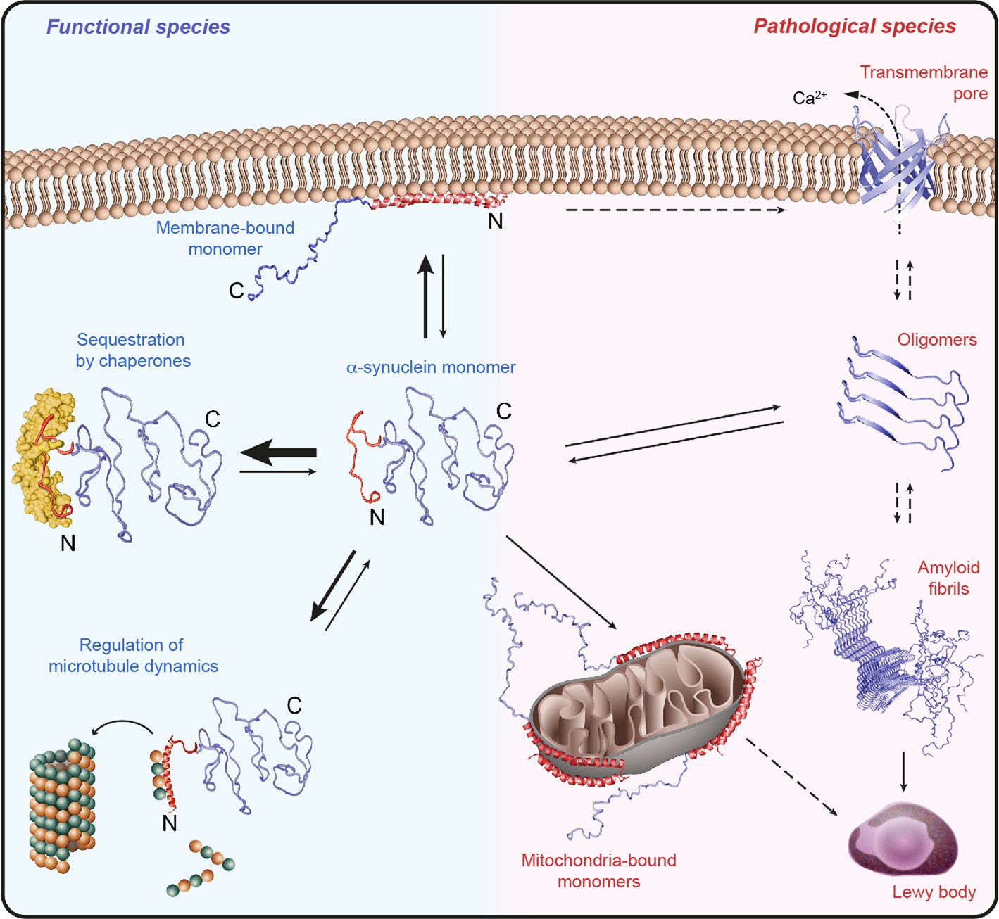 Extended Data Fig. 10: Mechanism of chaperone-controlled regulation of α-synuclein function, conformation and localization in mammalian cells.
