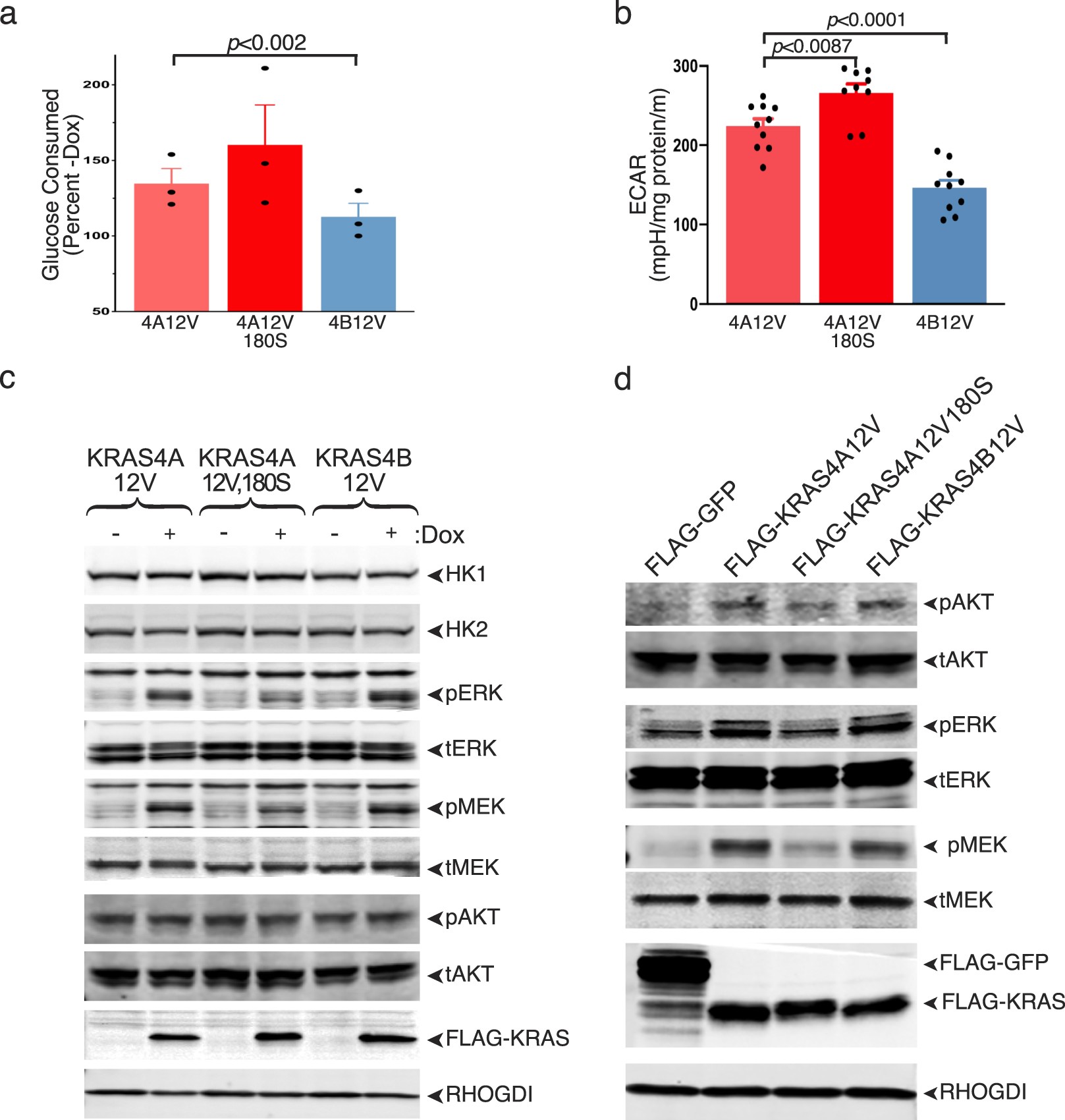 Extended Data Fig. 6: Dissociation between MAPK signalling and differential stimulation of glucose consumption and basal ECAR by KRAS4A versus palmitoylation-deficient KRAS4A and KRAS4B.