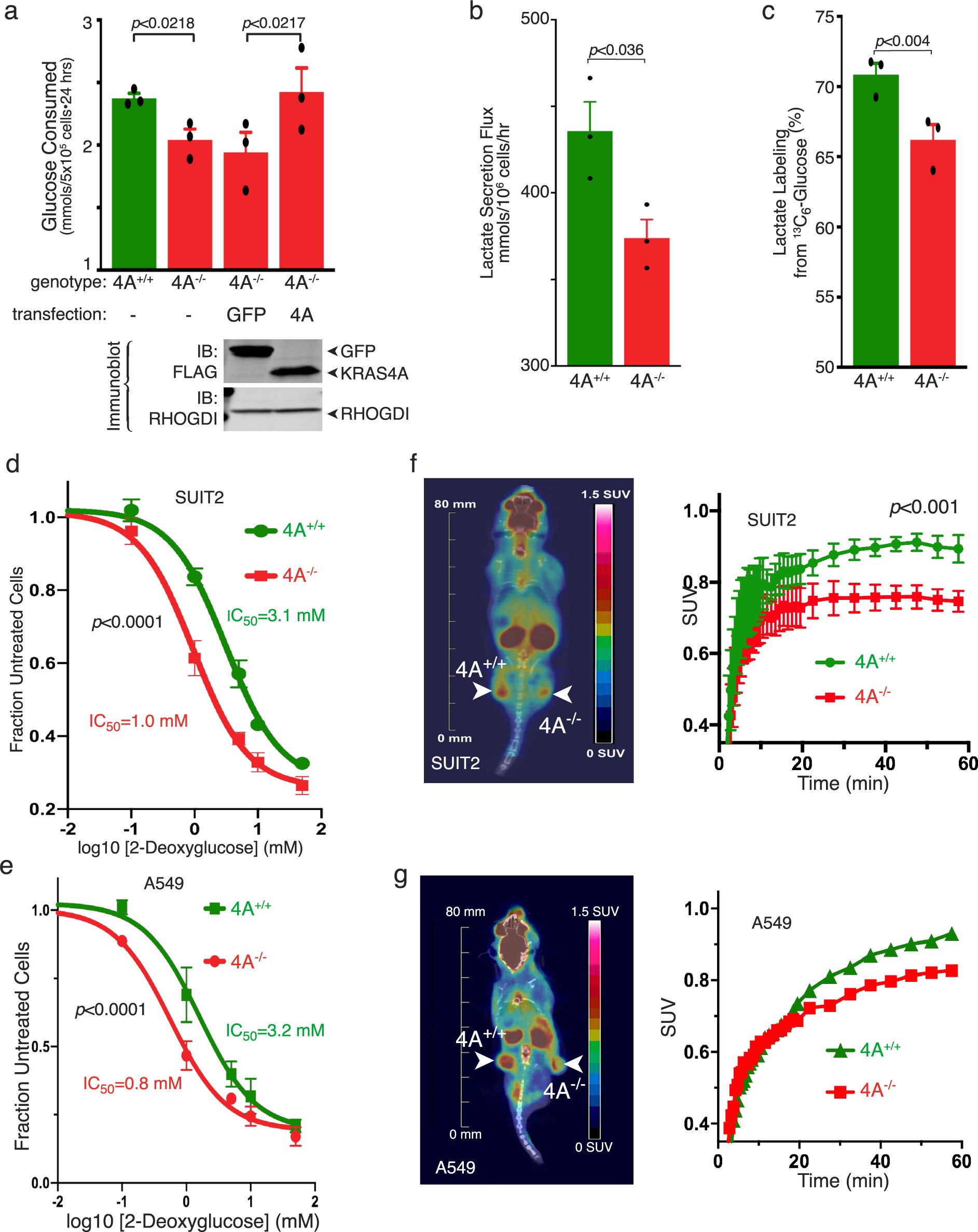 Extended Data Fig. 7: Glucose consumption and 2-DG sensitivity in KRAS-mutant human tumour cells with or without exon 4A.
