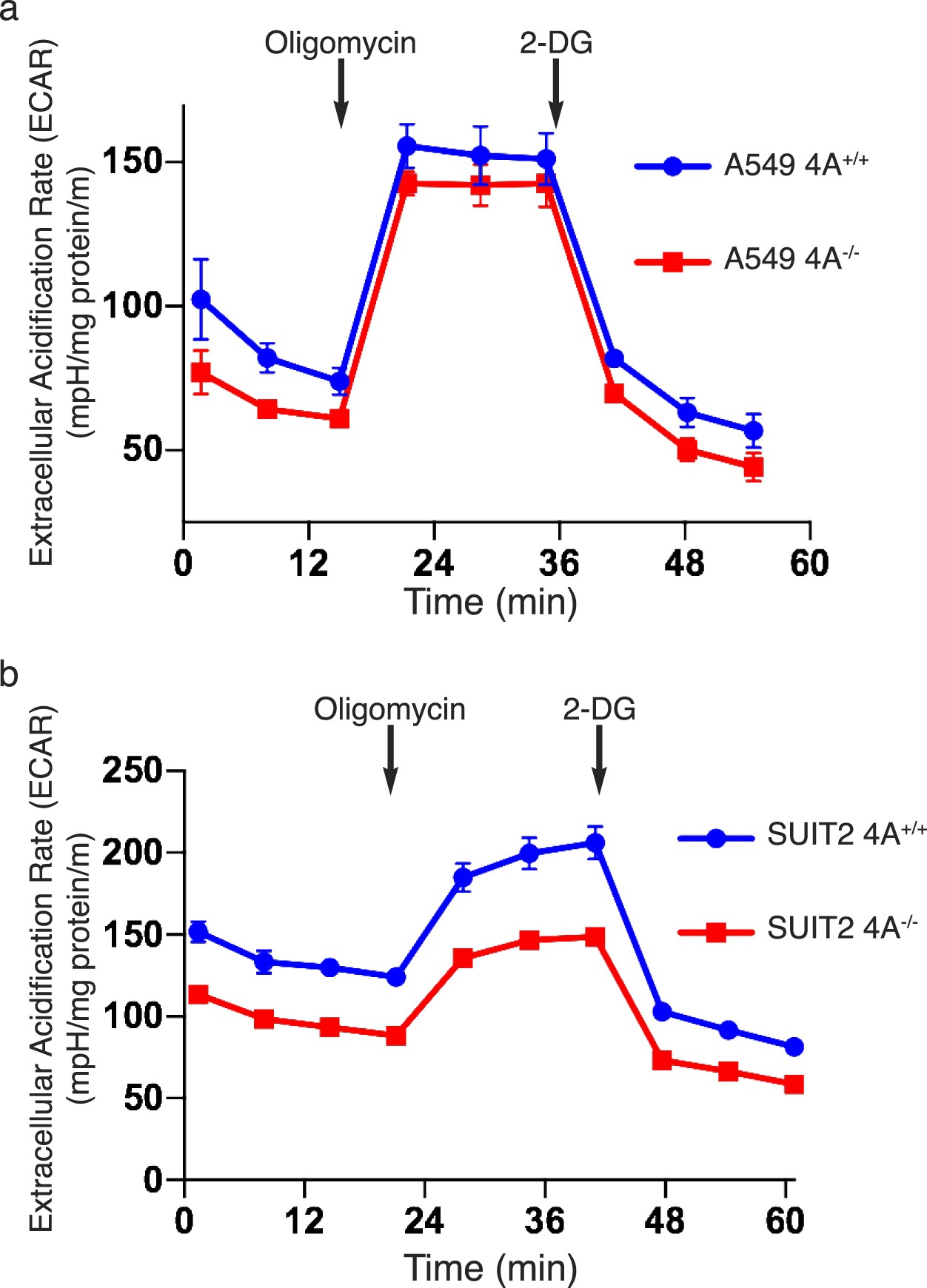 Extended Data Fig. 8: Diminished basal ECAR in KRAS-mutant tumour cells in which KRAS exon 4A is disrupted.