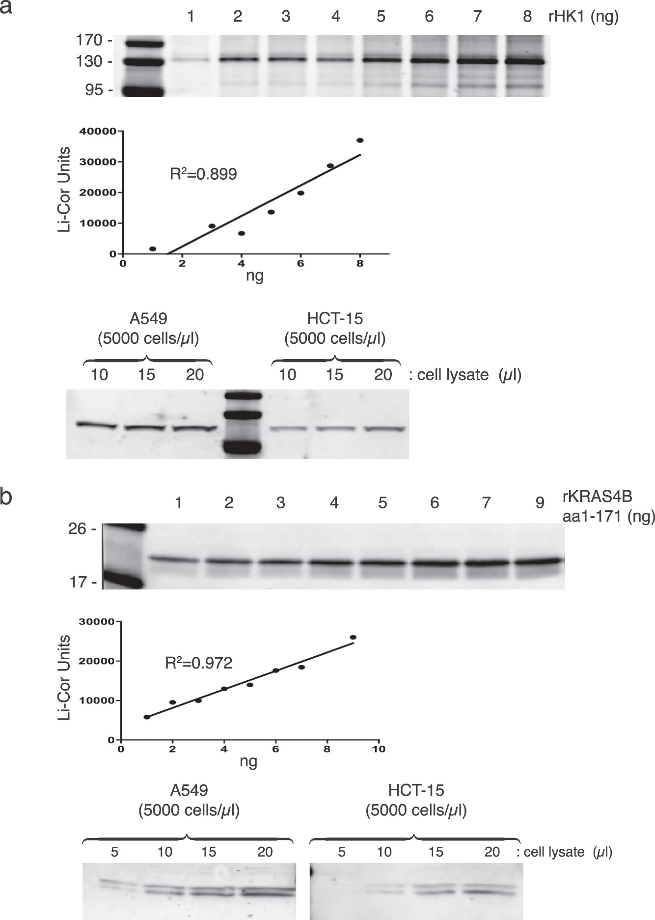 Extended Data Fig. 9: Quantification of HK1 and total KRAS in tumour cell lines.