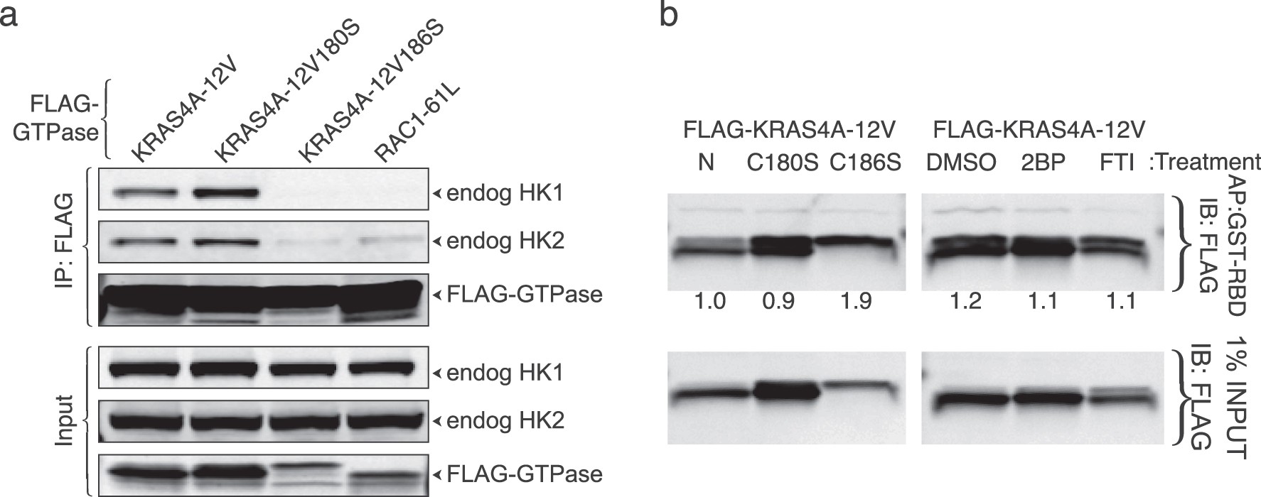 Extended Data Fig. 2: Association of KRAS4A with HK1 and HK2 requires prenylation but is diminished by palmitoylation.
