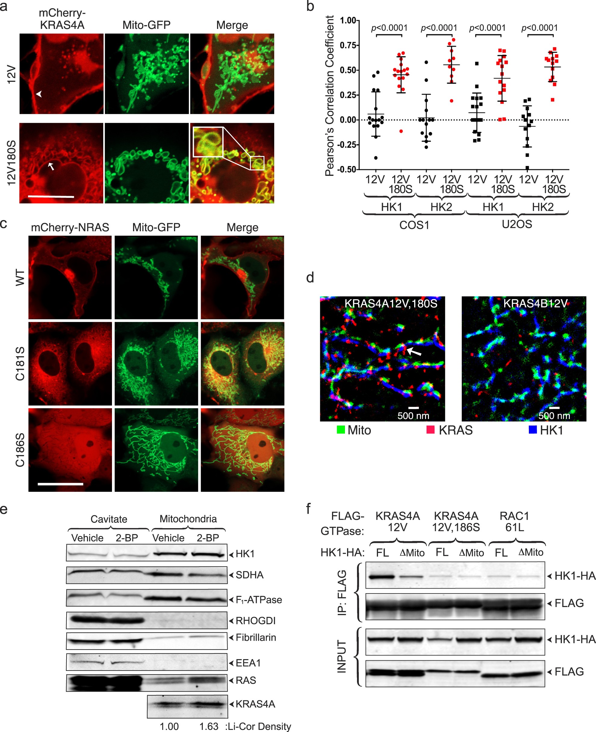 Extended Data Fig. 3: Colocalization of palmitoylation-deficient KRAS4A but not NRAS with HK1 on mitochondria.