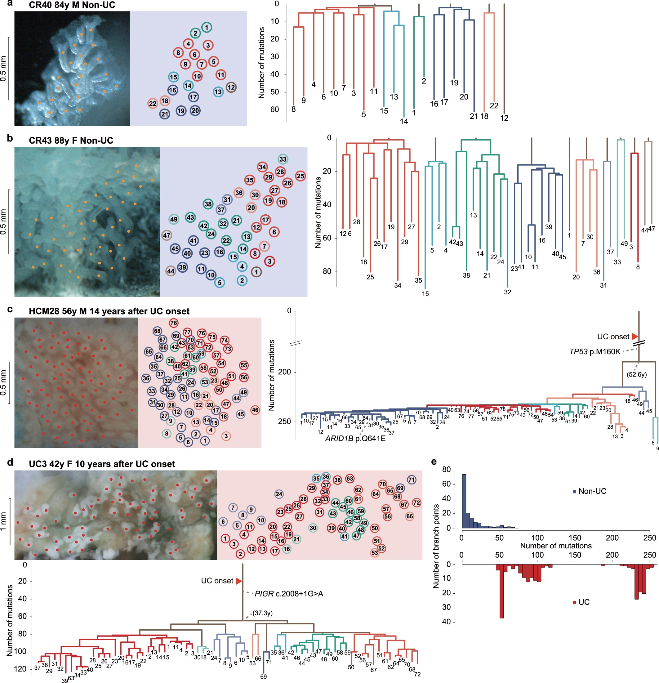 Extended Data Fig. 4: Phylogenetic trees in the colorectal epithelium.