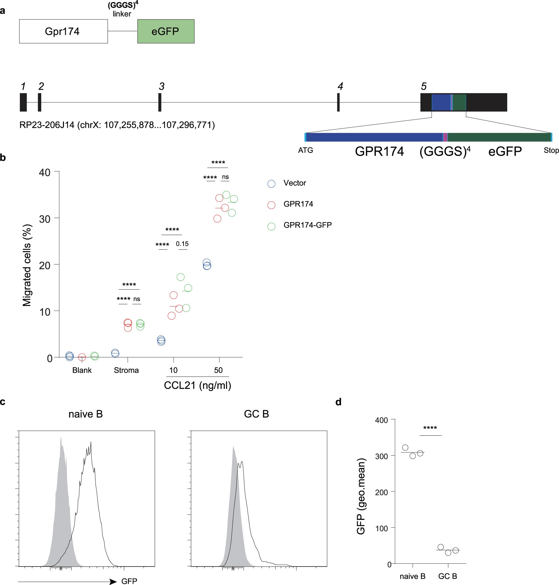 Extended Data Fig. 8: Characterization of GPR174–GFP transgenic mice.