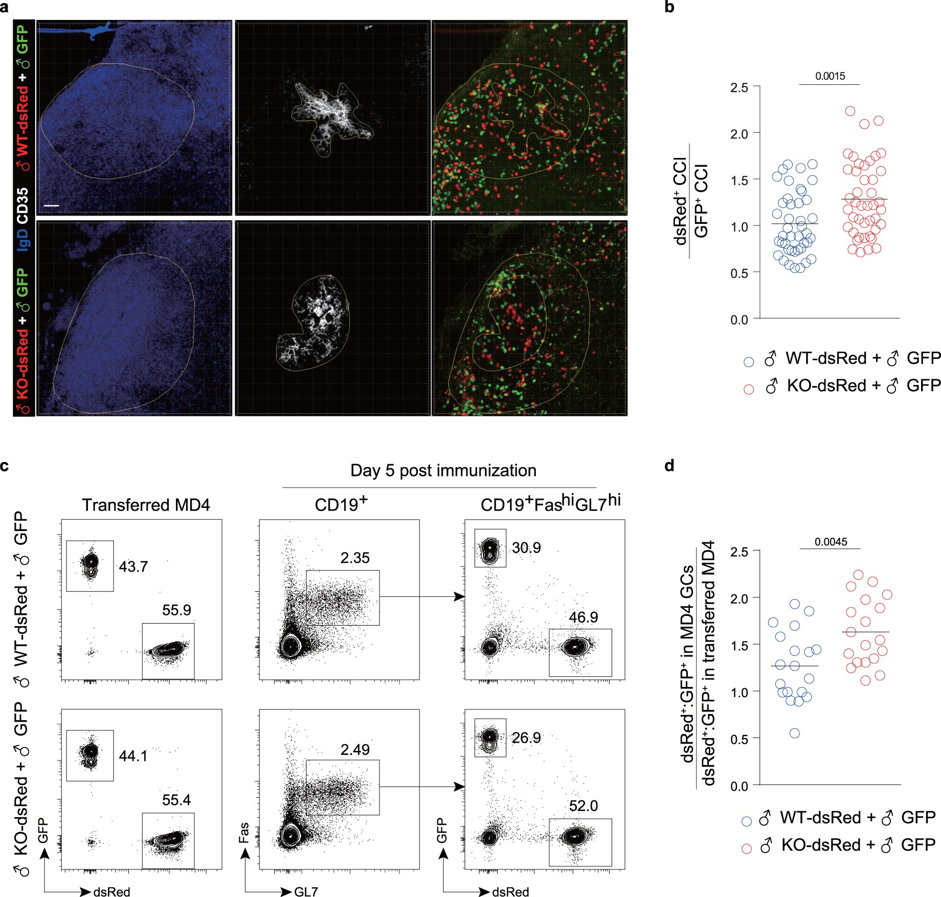 Extended Data Fig. 9: GPR174 retards follicular-centre localization and germinal-centre formation by male B cells.