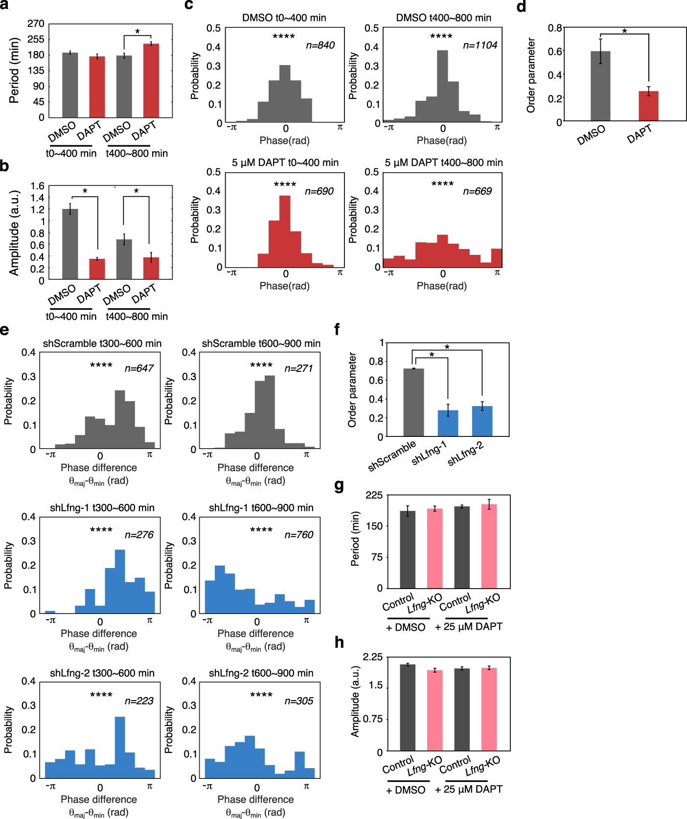 Extended Data Fig. 7: Acute inhibitor or knockdown treatment of tail-bud and dissociated PSM-cell cultures.
