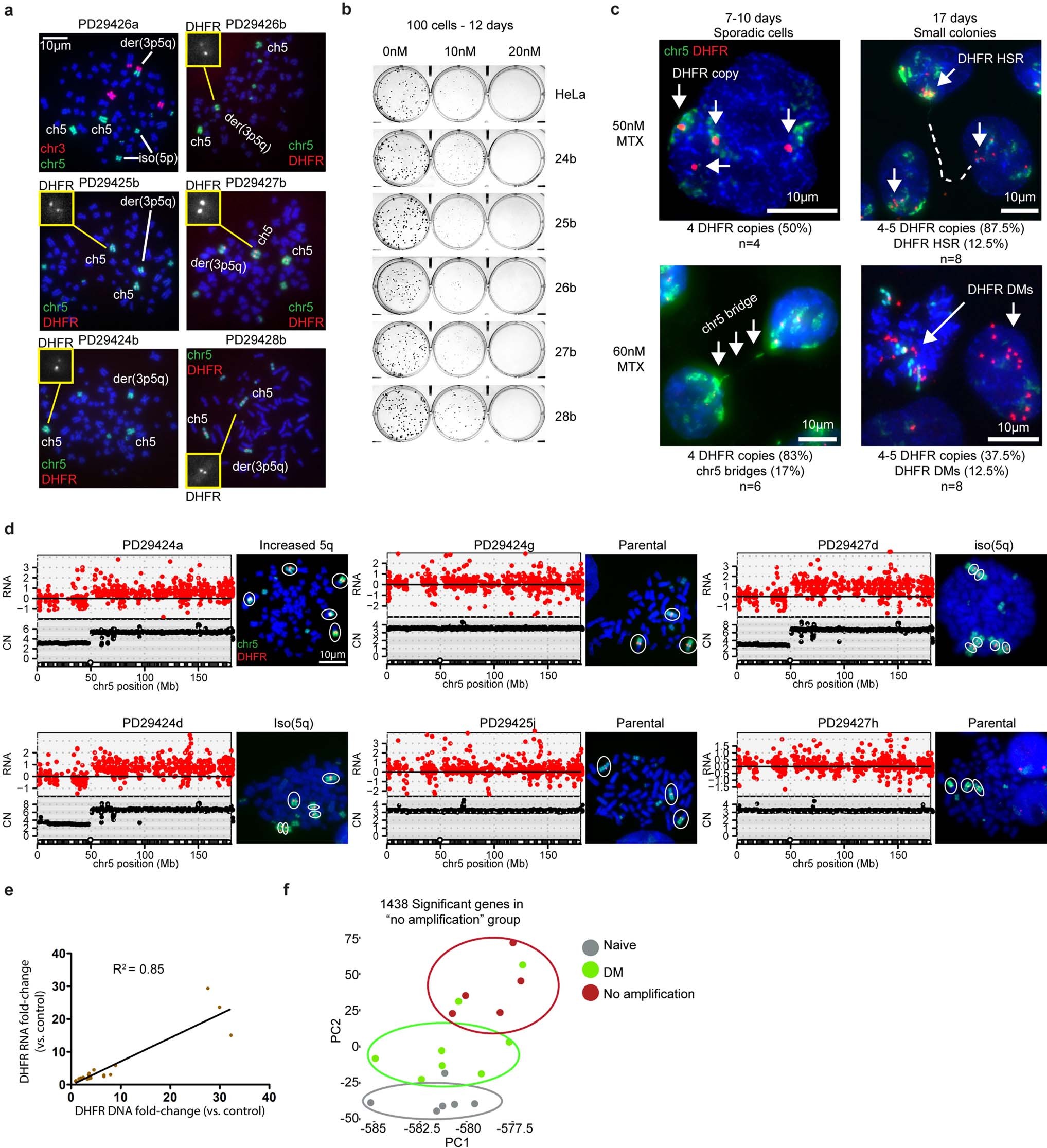 Extended Data Fig. 1: Genomics and transcriptomics before and after methotrexate resistance.