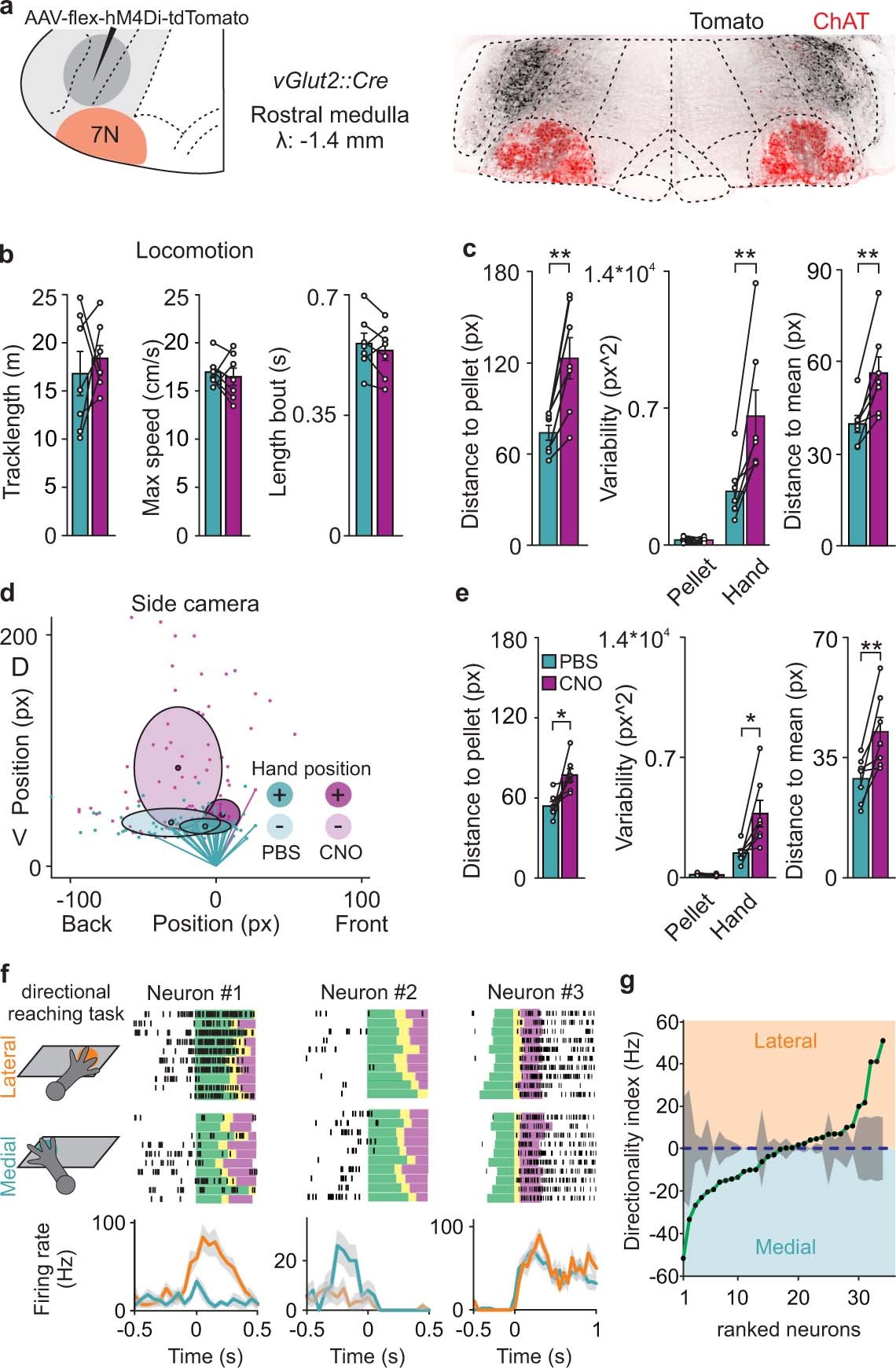 Extended Data Fig. 3: Excitatory latRM neurons are required for precise directional reaching.