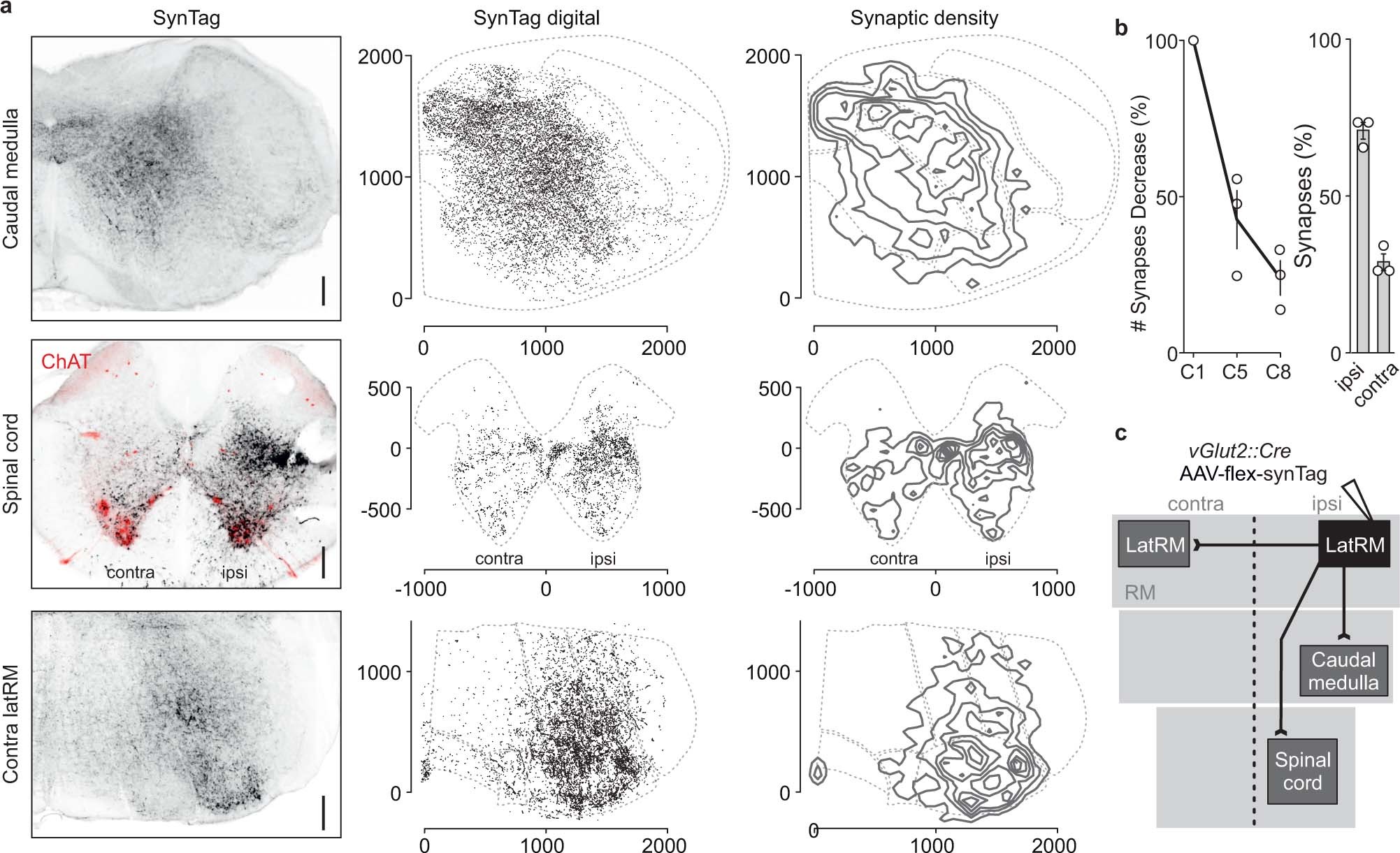 Extended Data Fig. 5: Major synaptic targeting regions of excitatory latRM neurons.