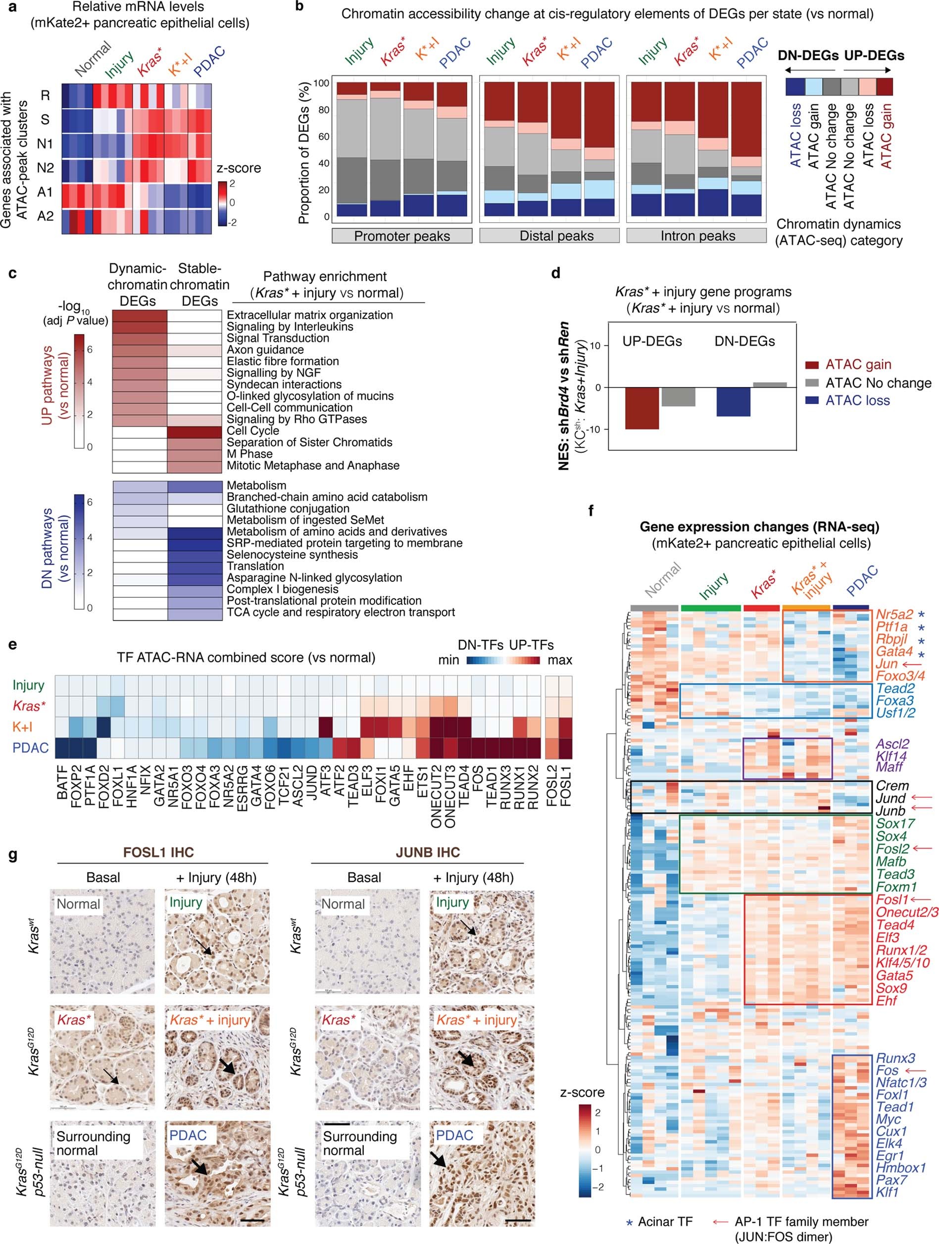 Extended Data Fig. 7: Early dysregulation of chromatin regulatory features of advanced PDAC.