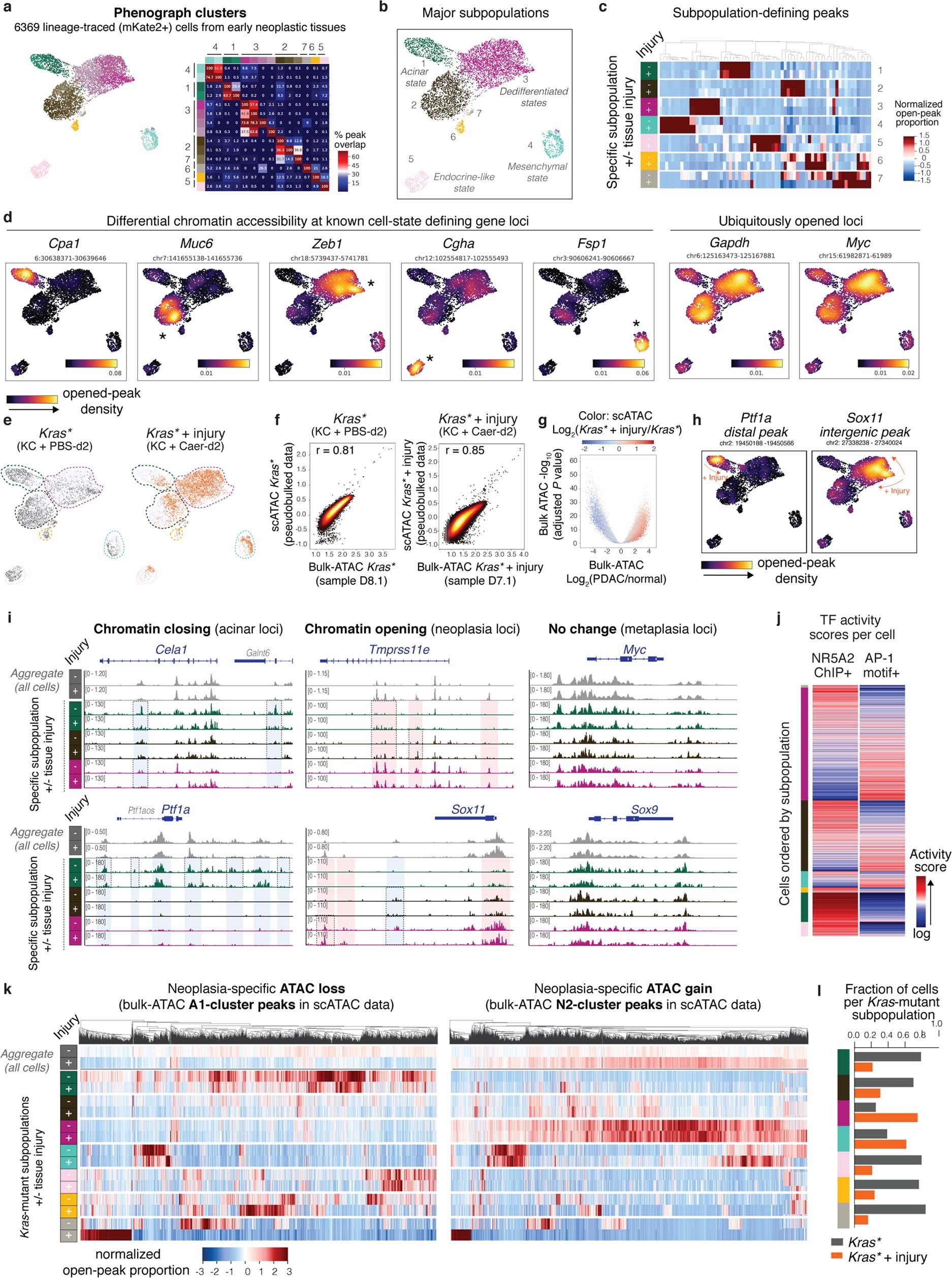Extended Data Fig. 8: Single-cell analysis of chromatin dynamics in early-stage neoplasia.