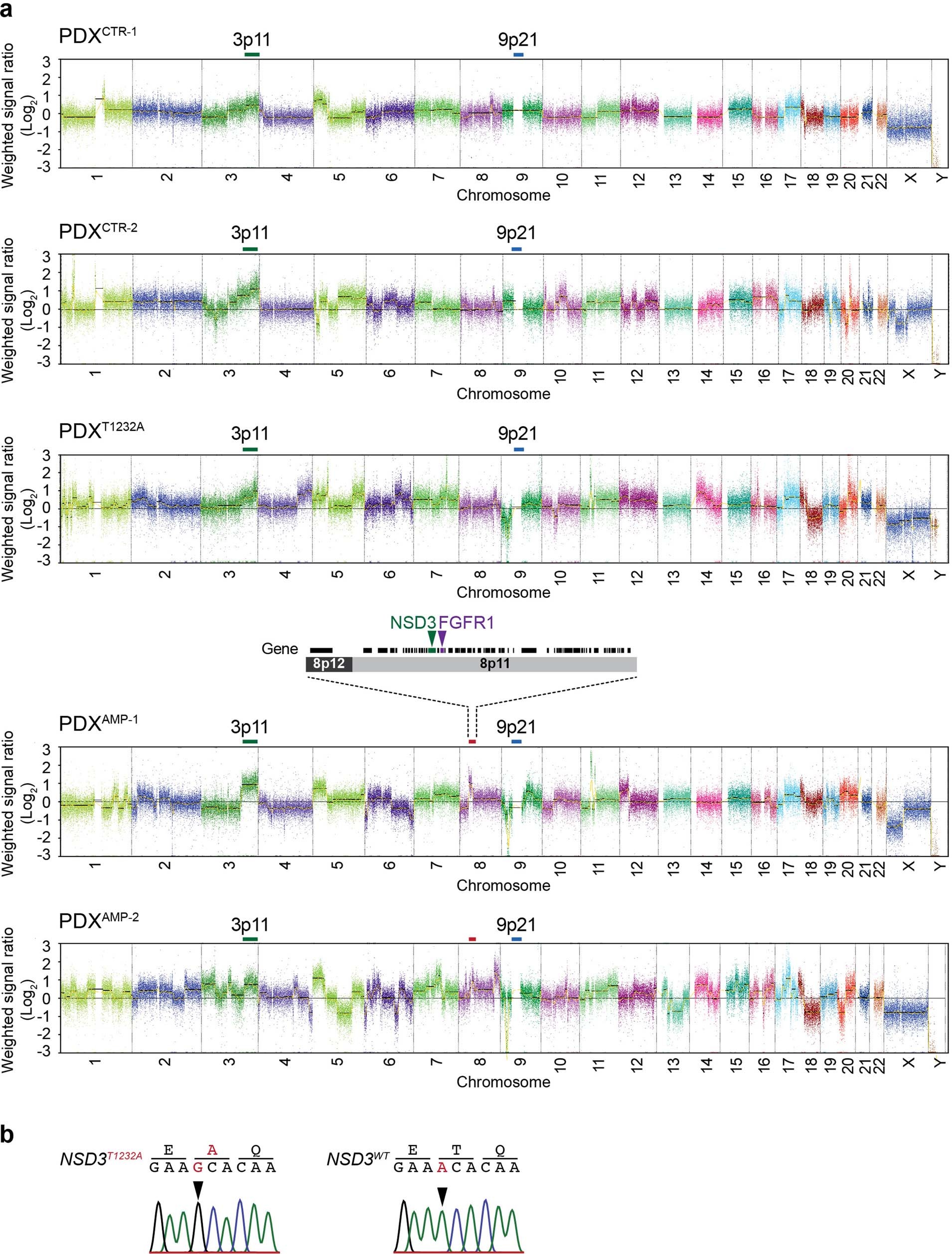 Extended Data Fig. 8: Genomic characterization of PDXs from primary LUSC.