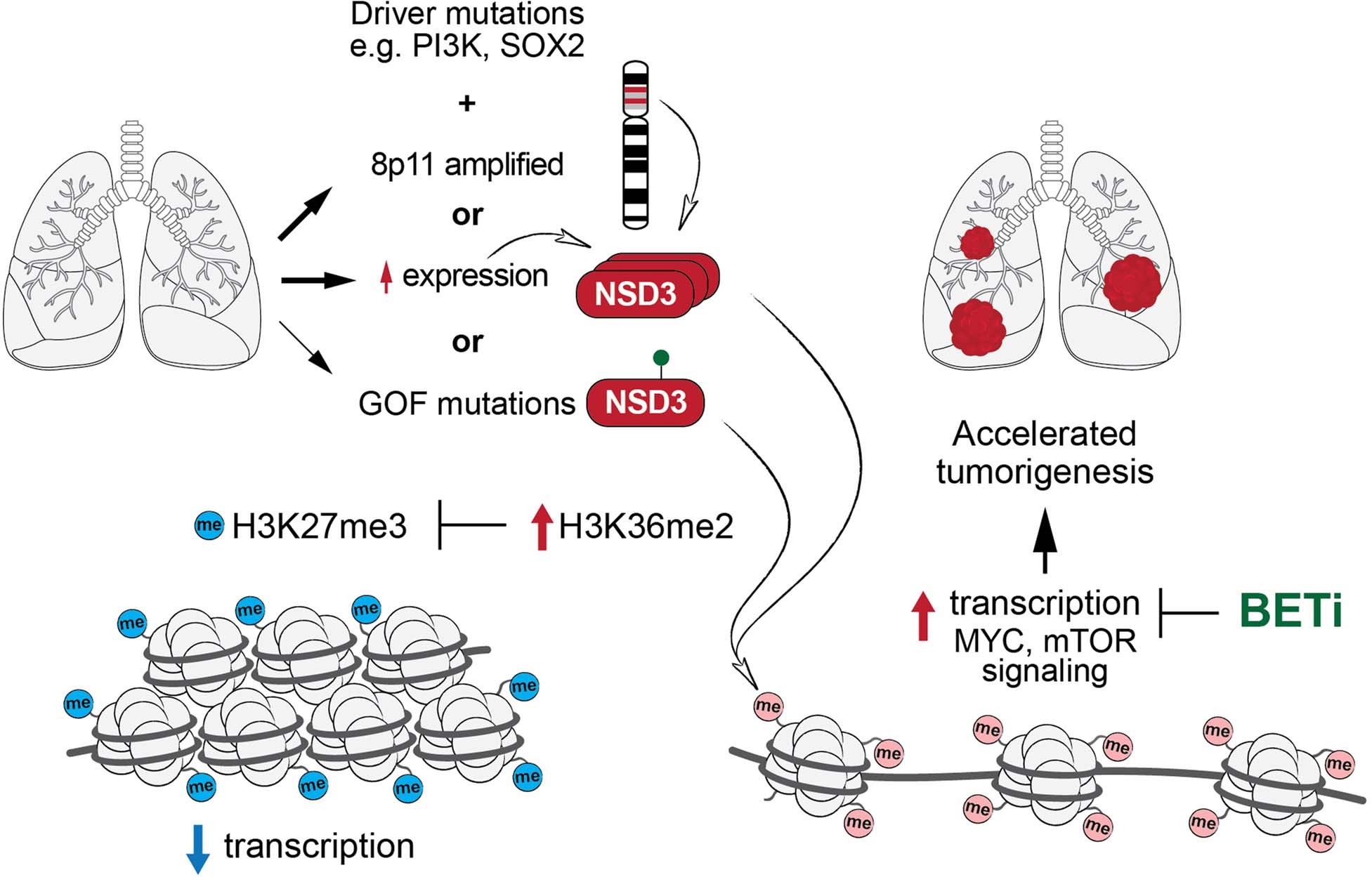 Extended Data Fig. 10: Model of the role for elevated NSD3 H3K36 methylation activity in LUSC pathogenesis.
