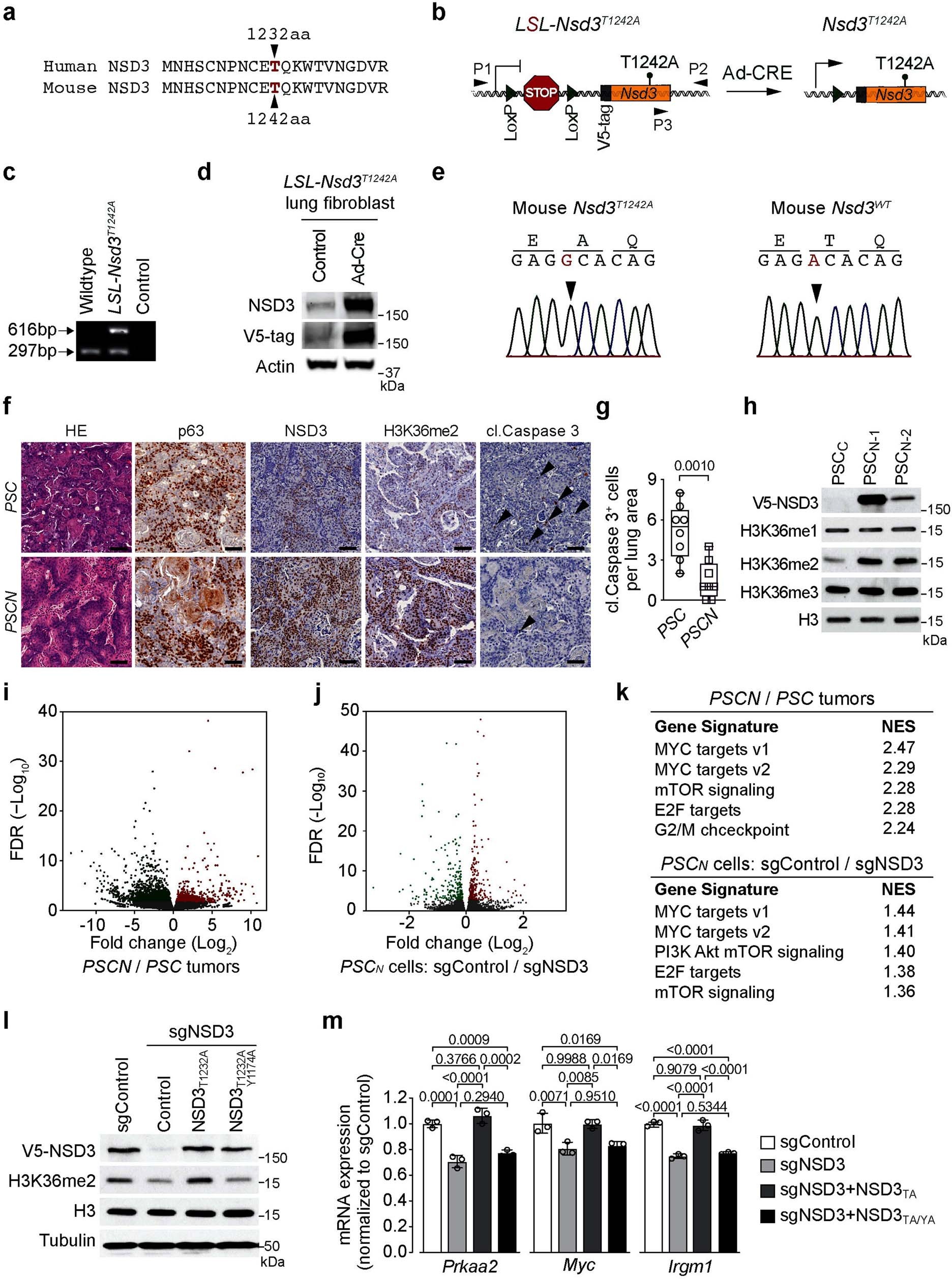 Extended Data Fig. 5: Generation of PSCN LUSC mouse model and NSD3 coordination of an oncogenic gene expression program in LUSC.