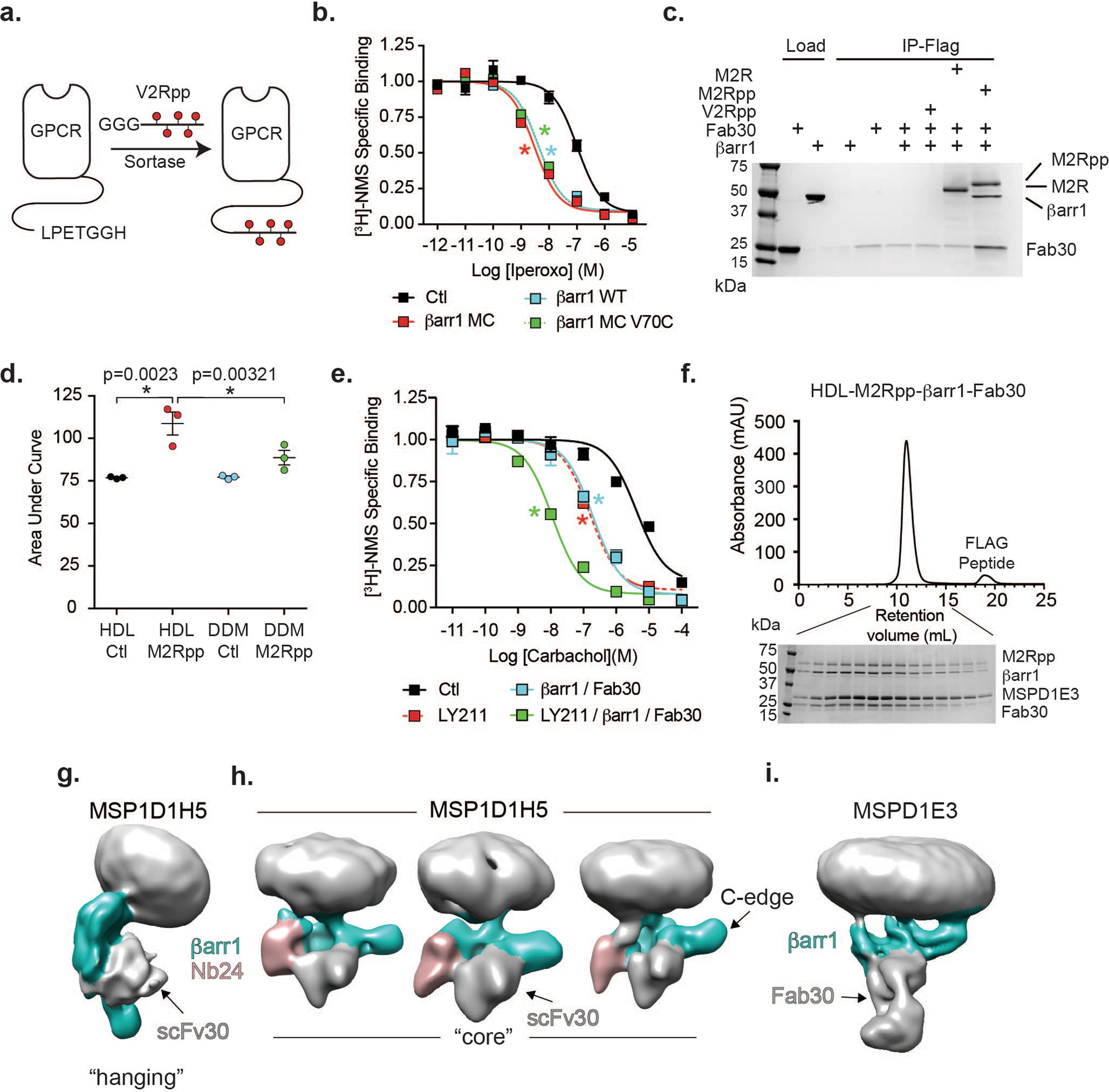 Extended Data Fig. 1: Characterization of the M2R–βarr1 complex.
