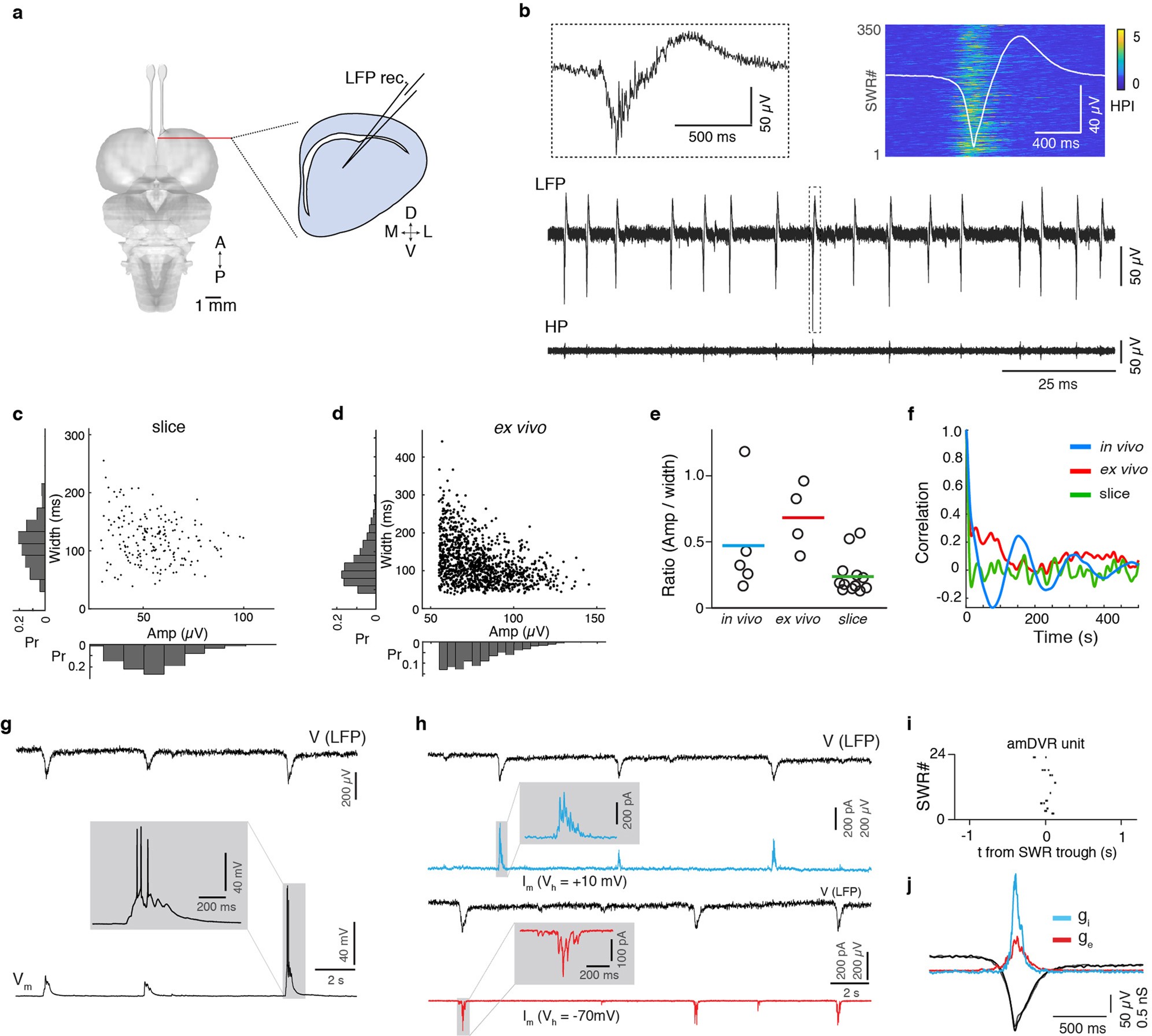 Extended Data Fig. 2: Comparison of SWR statistics across preparations and recording conditions.